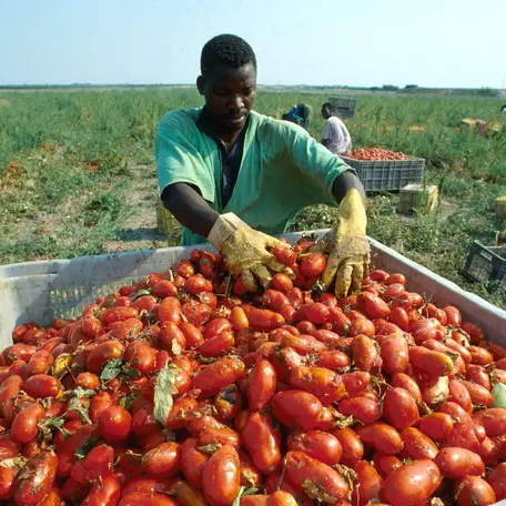 Agricoltura, Morea (Flai Lazio): “Più attenzione al lavoro”