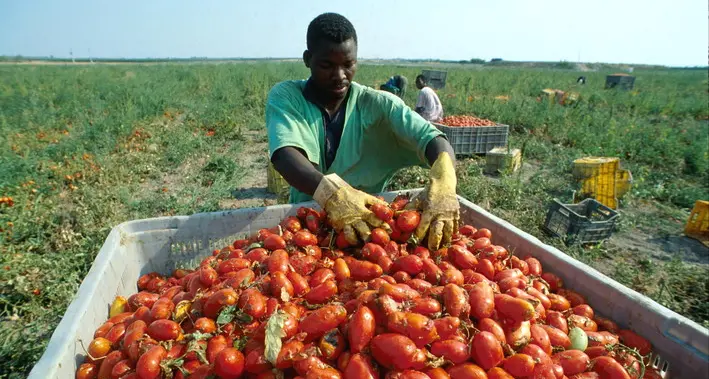 Agricoltura, Morea (Flai Lazio): “Più attenzione al lavoro”