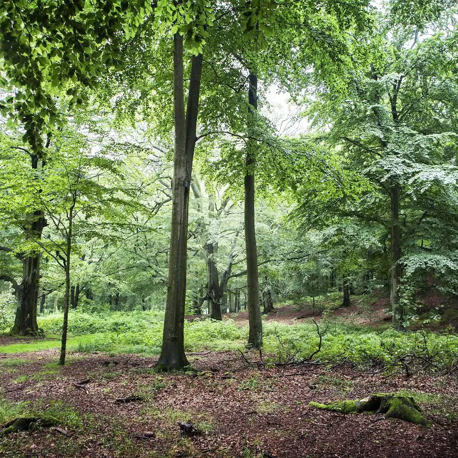 Ripristino della natura, arriva una buona notizia