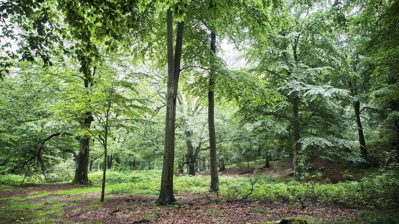 Ripristino della natura, arriva una buona notizia