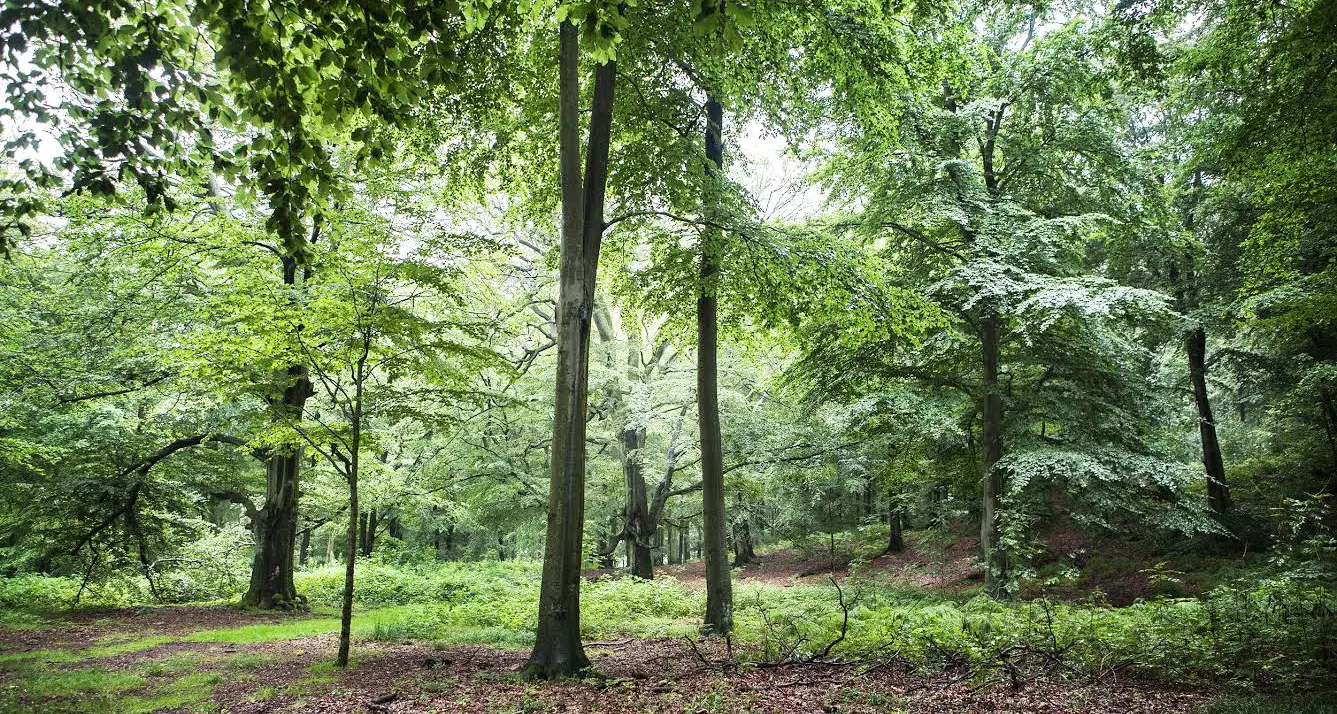 Ripristino della natura, arriva una buona notizia