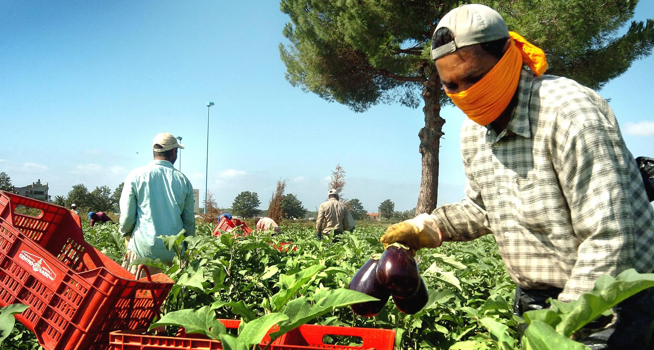 Decreto agricoltura, la solita propaganda