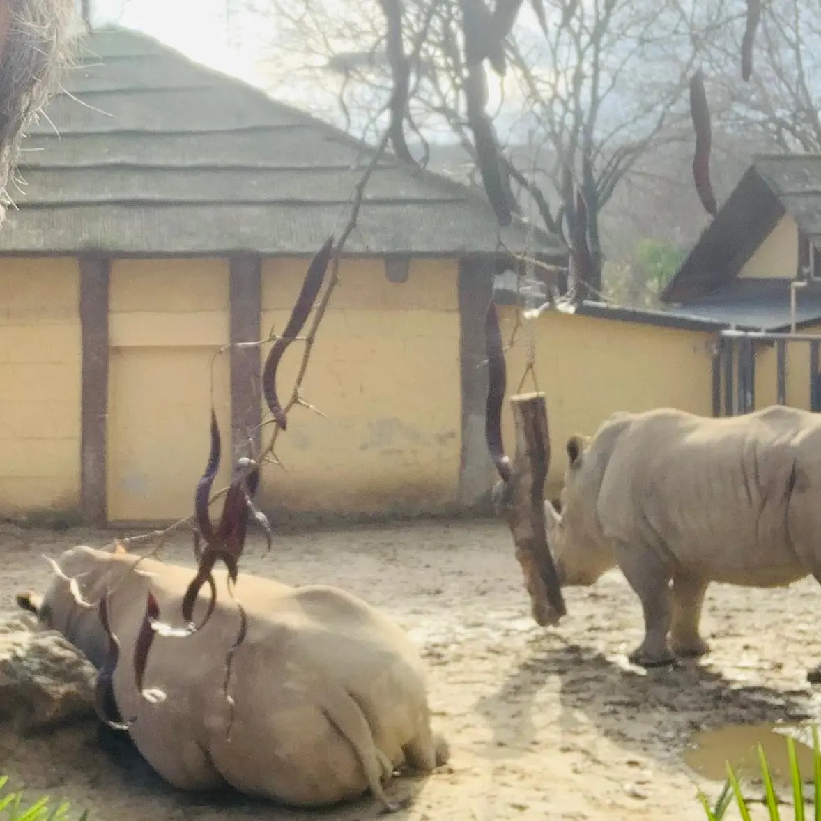 Caldo al Bioparco: animali protetti, lavoratori dimenticati