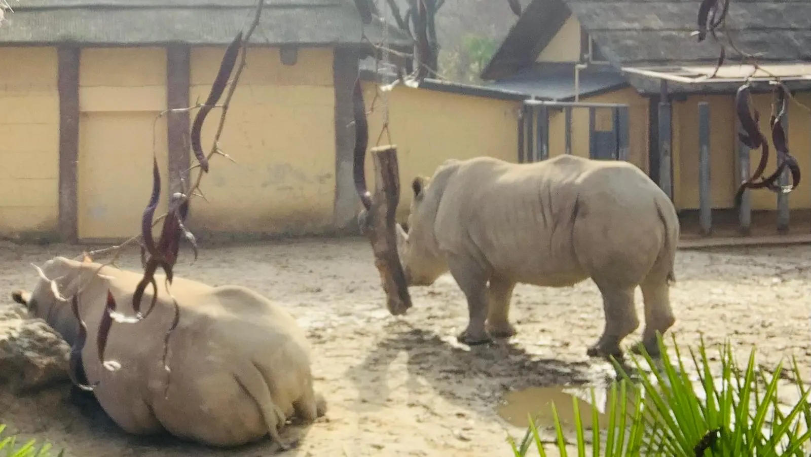 Caldo al Bioparco: animali protetti, lavoratori dimenticati