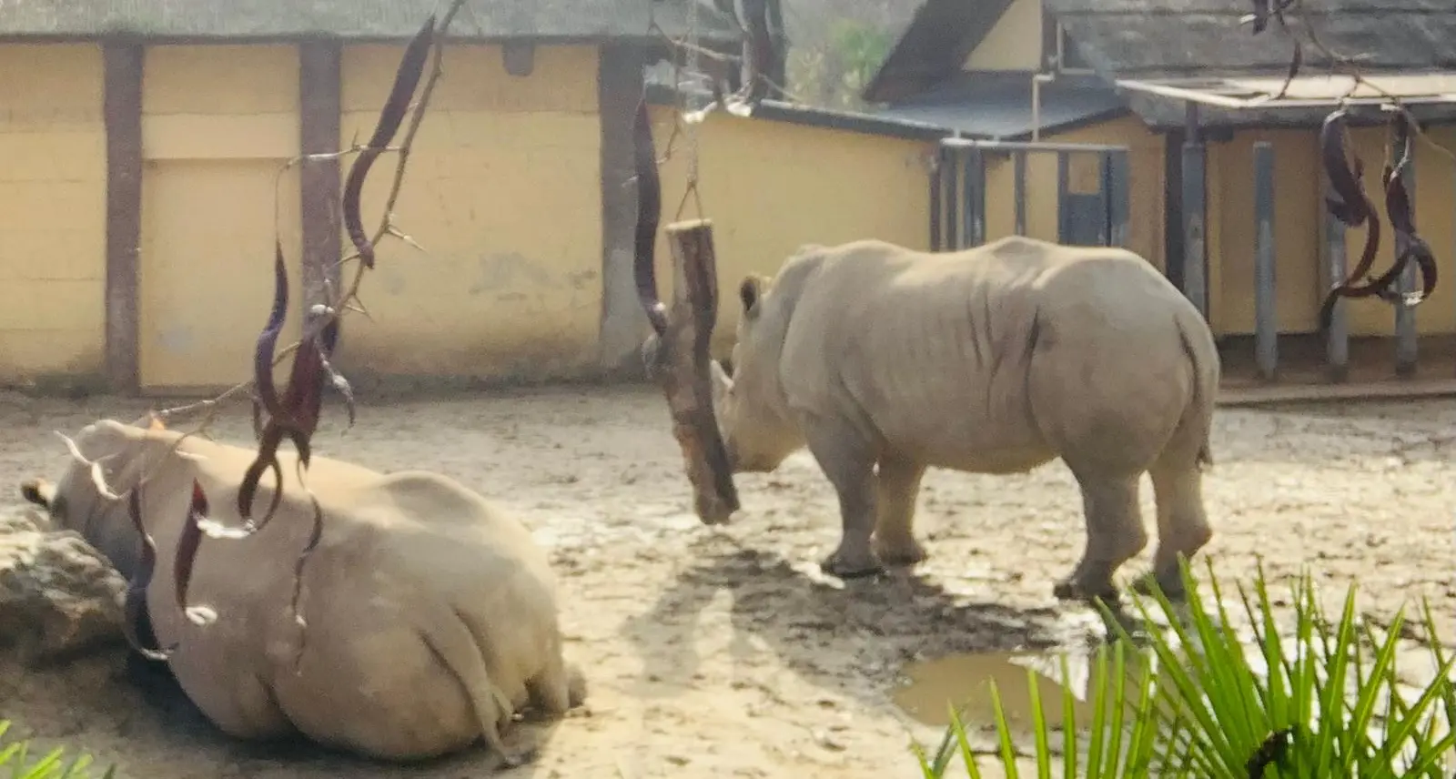 Caldo al Bioparco: animali protetti, lavoratori dimenticati