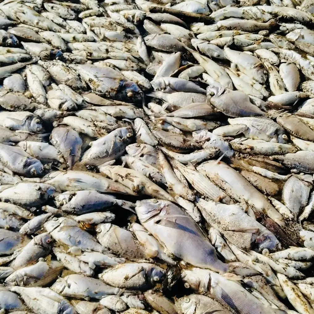 Salviamo la Laguna di Orbetello e i suoi pescatori