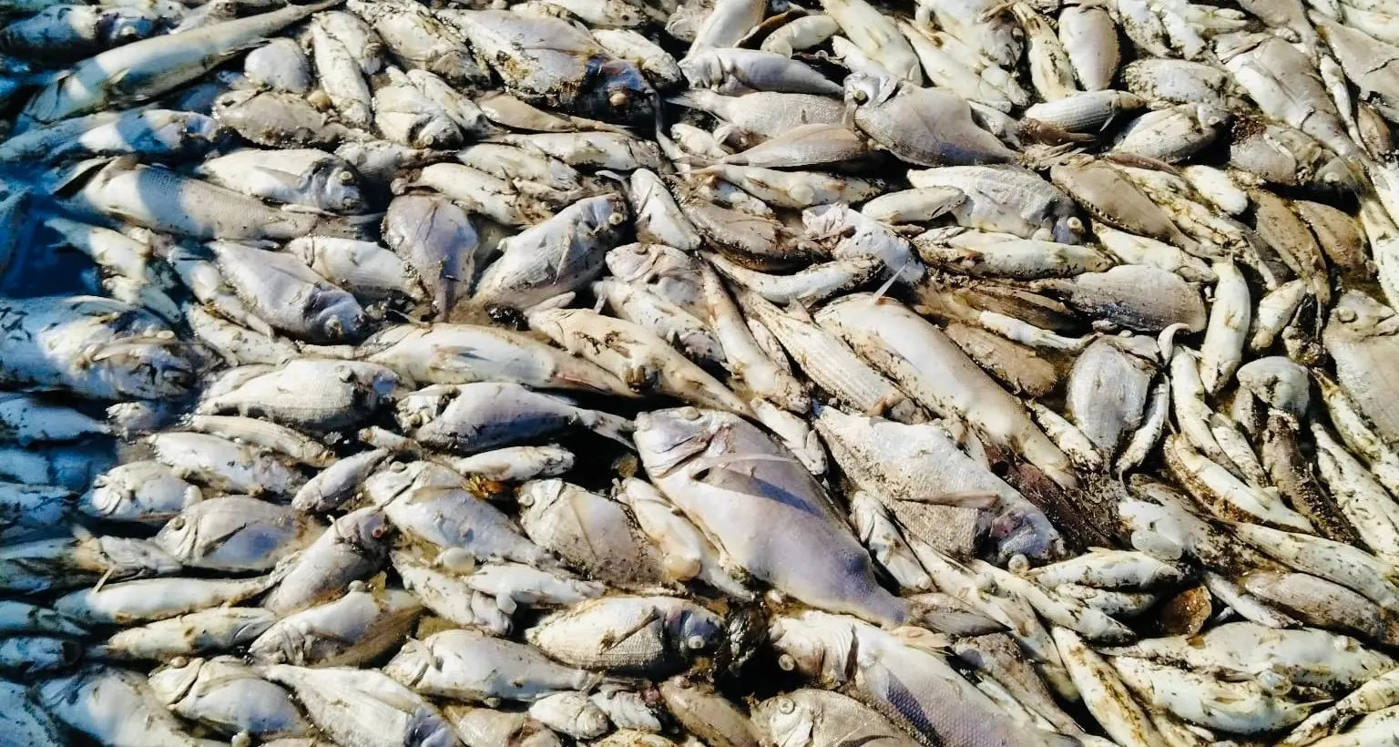 Salviamo la Laguna di Orbetello e i suoi pescatori