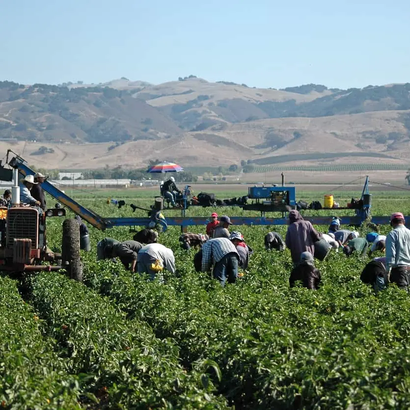 Latina, bracciante agricolo muore sul lavoro