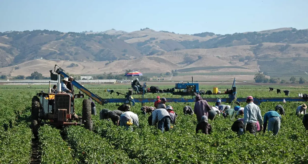 Latina, bracciante agricolo muore sul lavoro