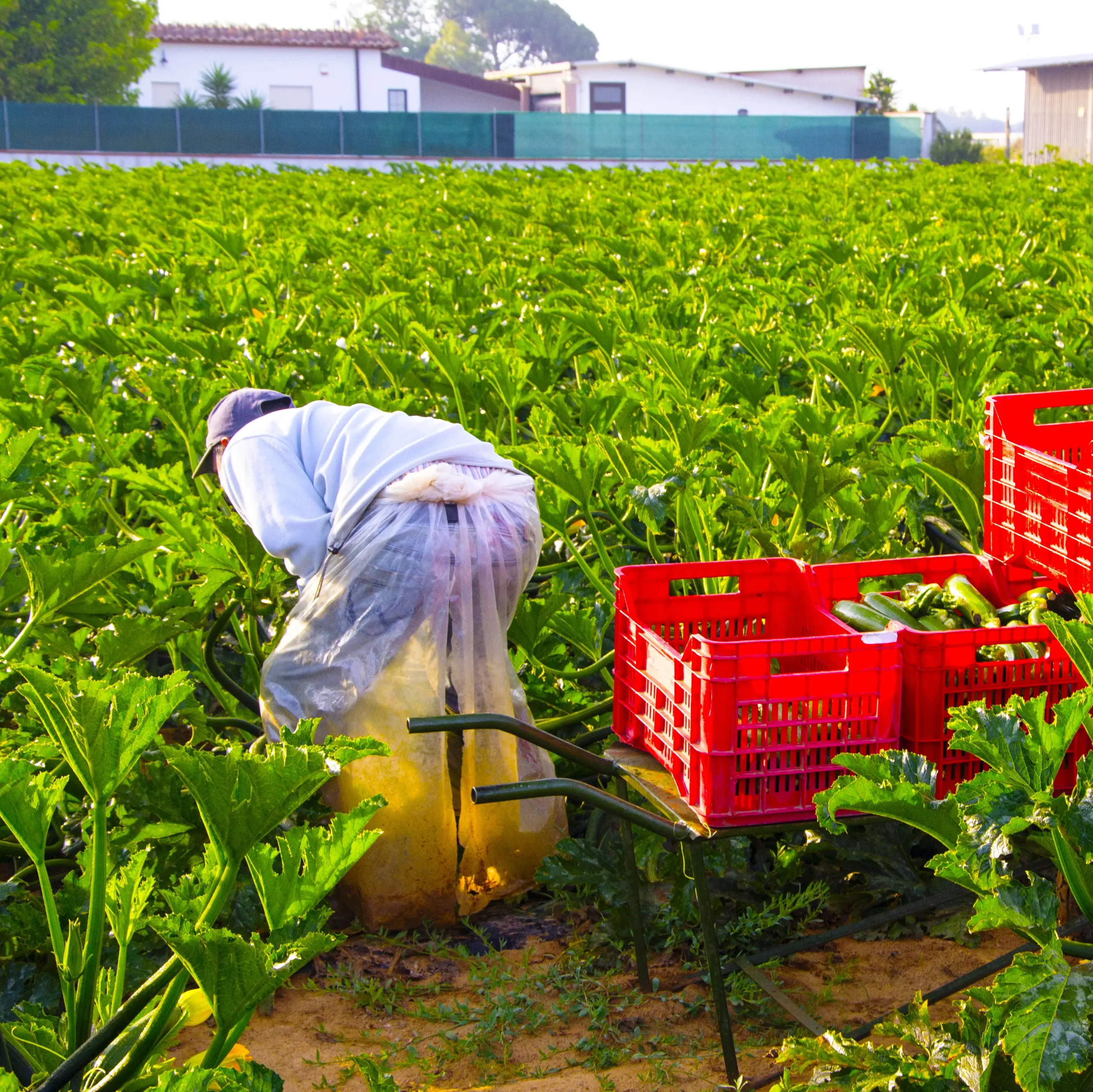 L’azienda sfrutta mille braccianti: turni di 500 ore al mese