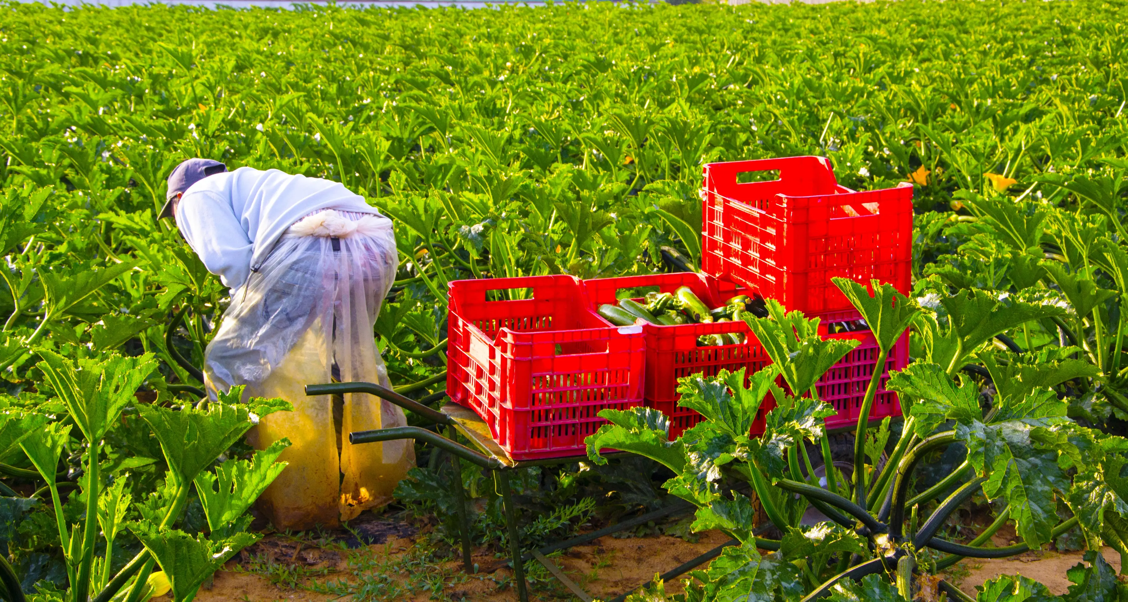 L’azienda sfrutta mille braccianti: turni di 500 ore al mese