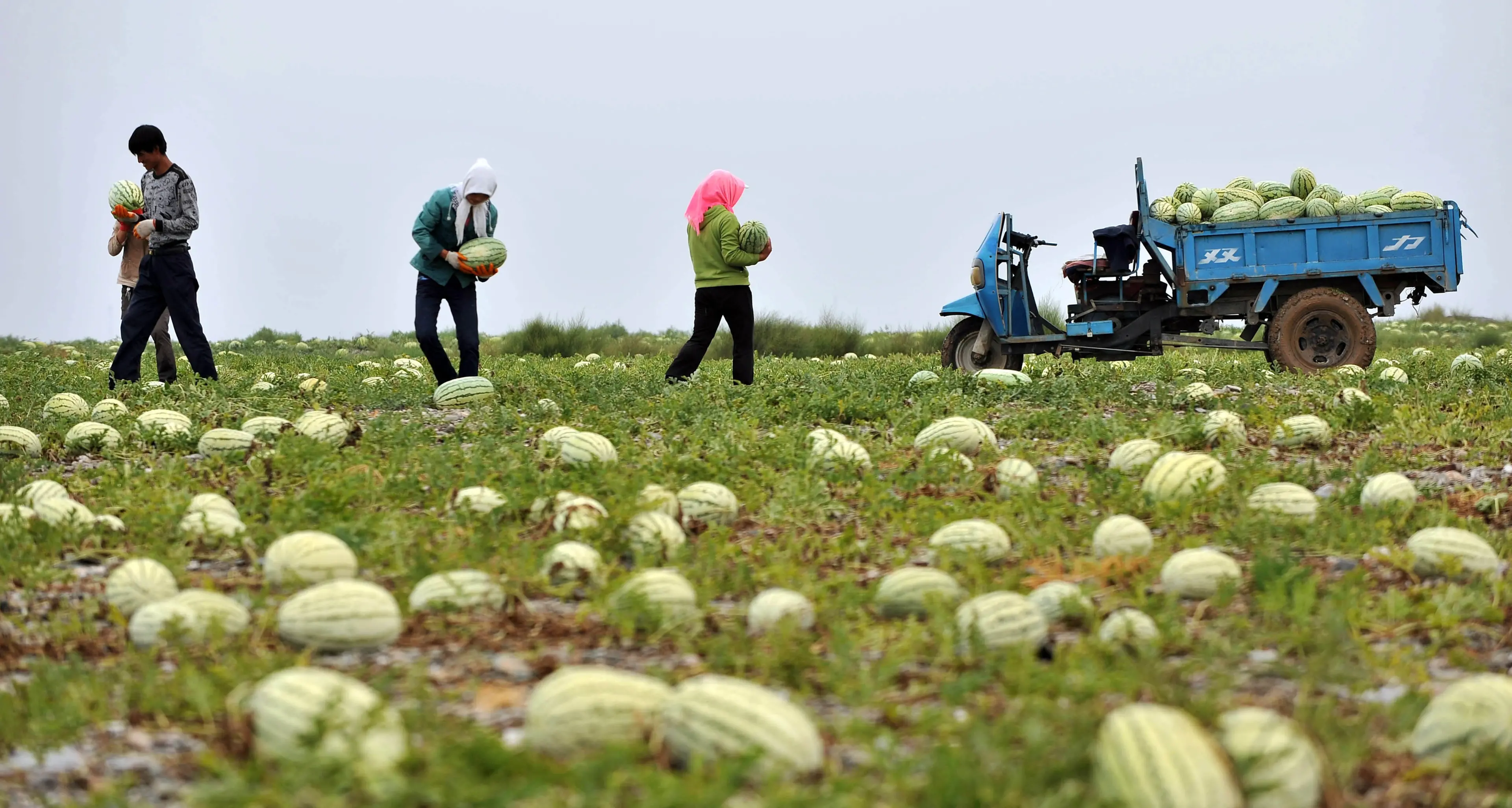 Servizio civile agricolo, come legalizzare il sottosalario