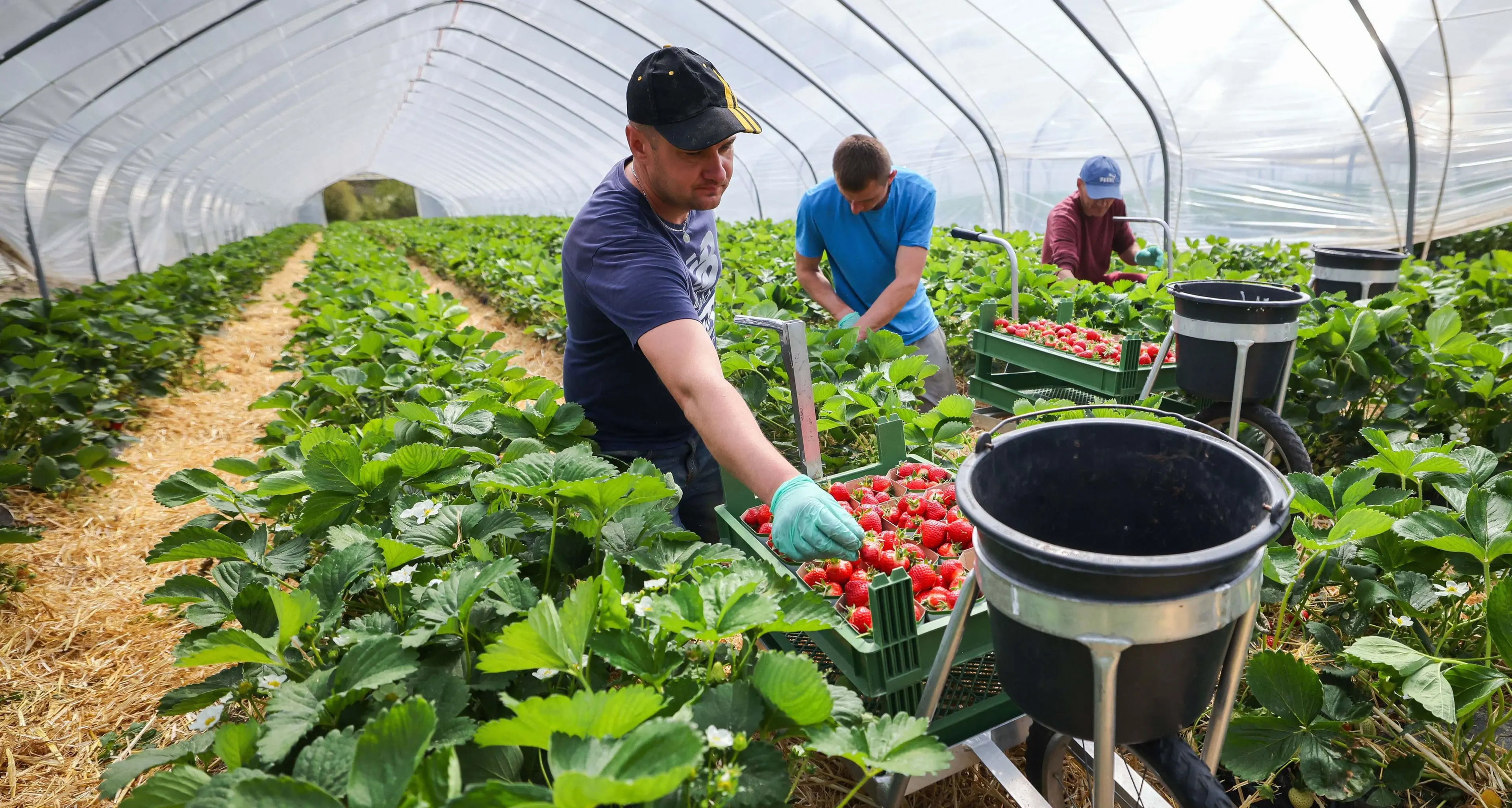 Lavoro nero in agricoltura: nessuna risposta dal governo