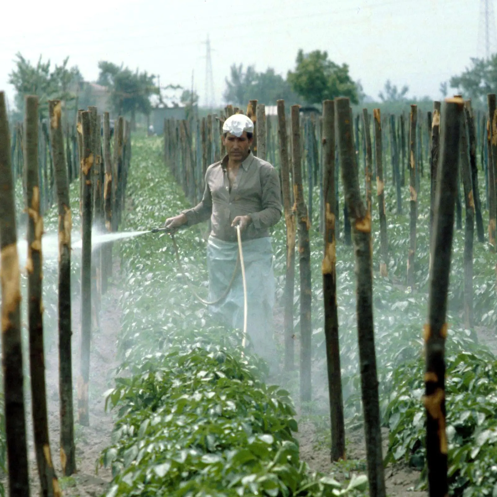 I pesticidi fanno male, ma non ce ne vogliamo liberare