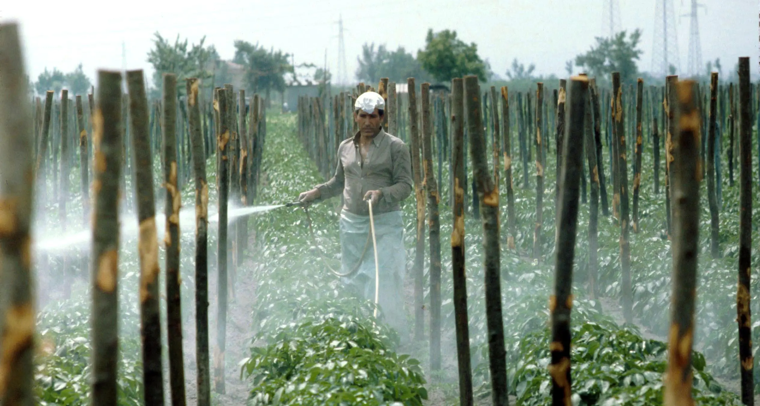 I pesticidi fanno male, ma non ce ne vogliamo liberare