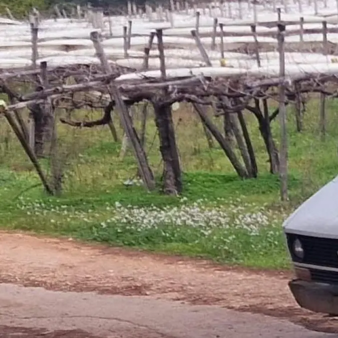 Conversano, morto operaio agricolo travolto dal suo automezzo