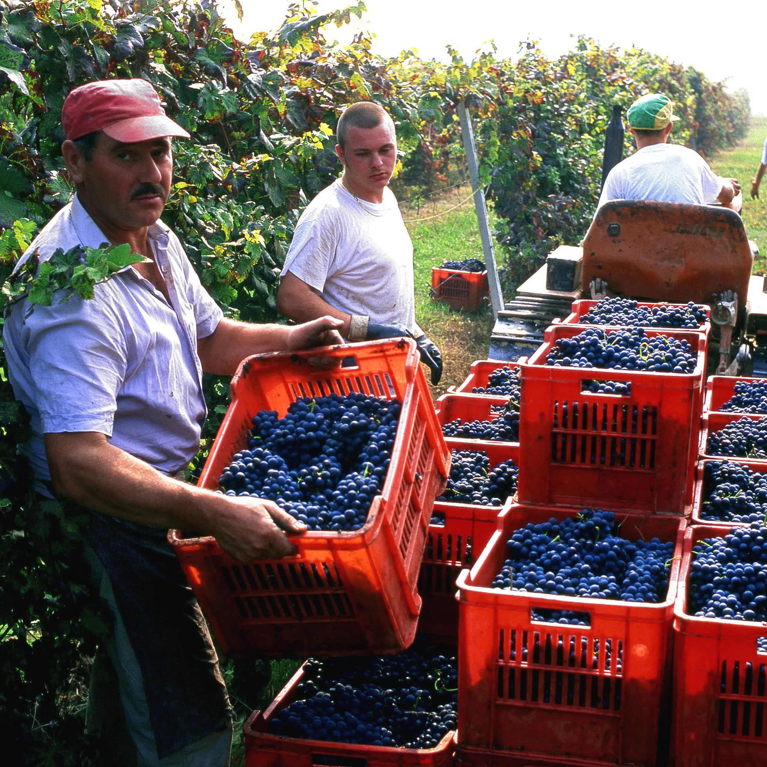 Sfruttamento nelle Langhe, c’è chi dice no