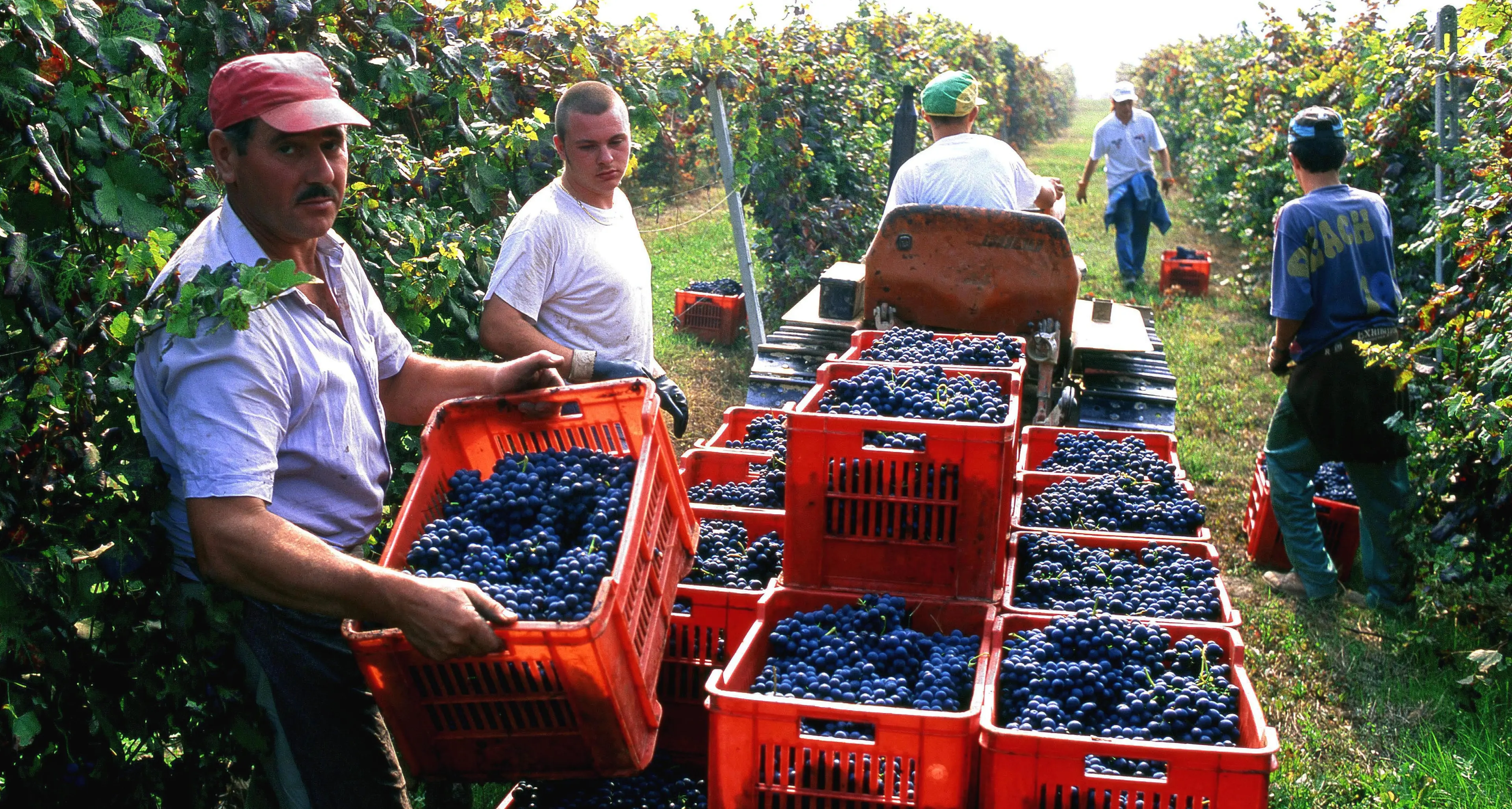 Sfruttamento nelle Langhe, c’è chi dice no