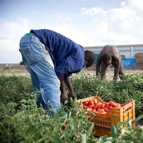 Lo sfruttamento del lavoro non muore mai