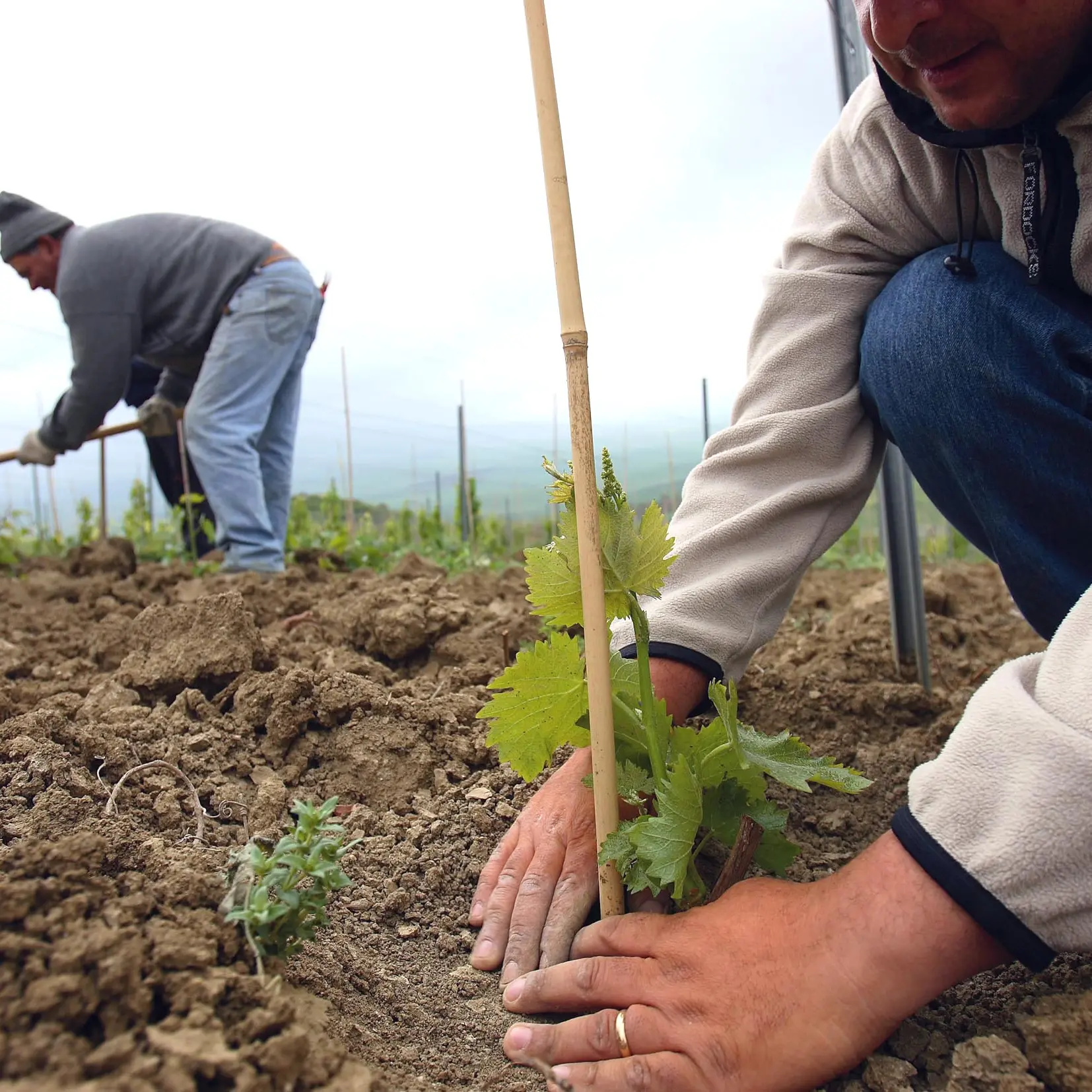 Agricoltura europea, lavoro dove sei?