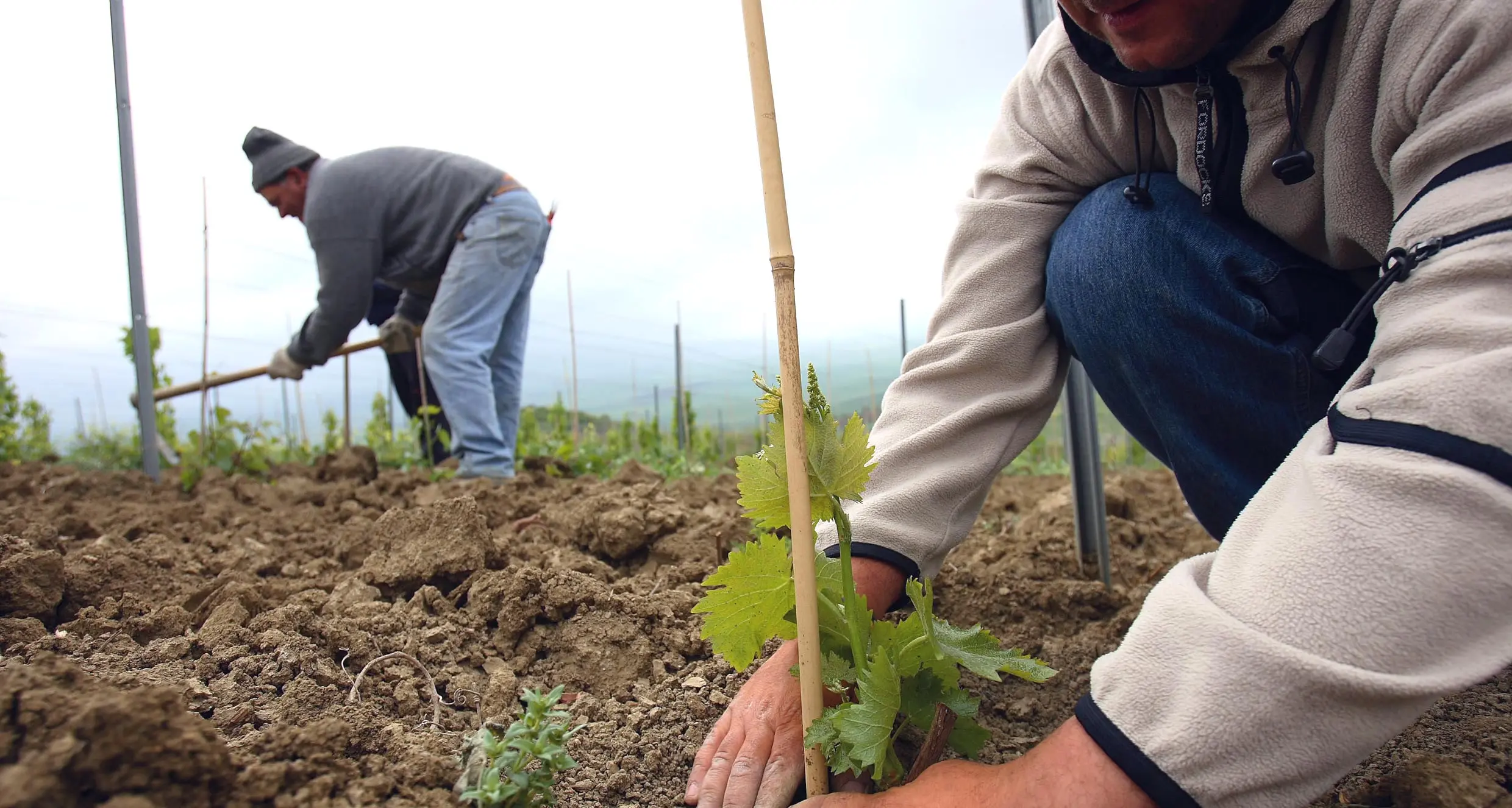 Agricoltura europea, lavoro dove sei?