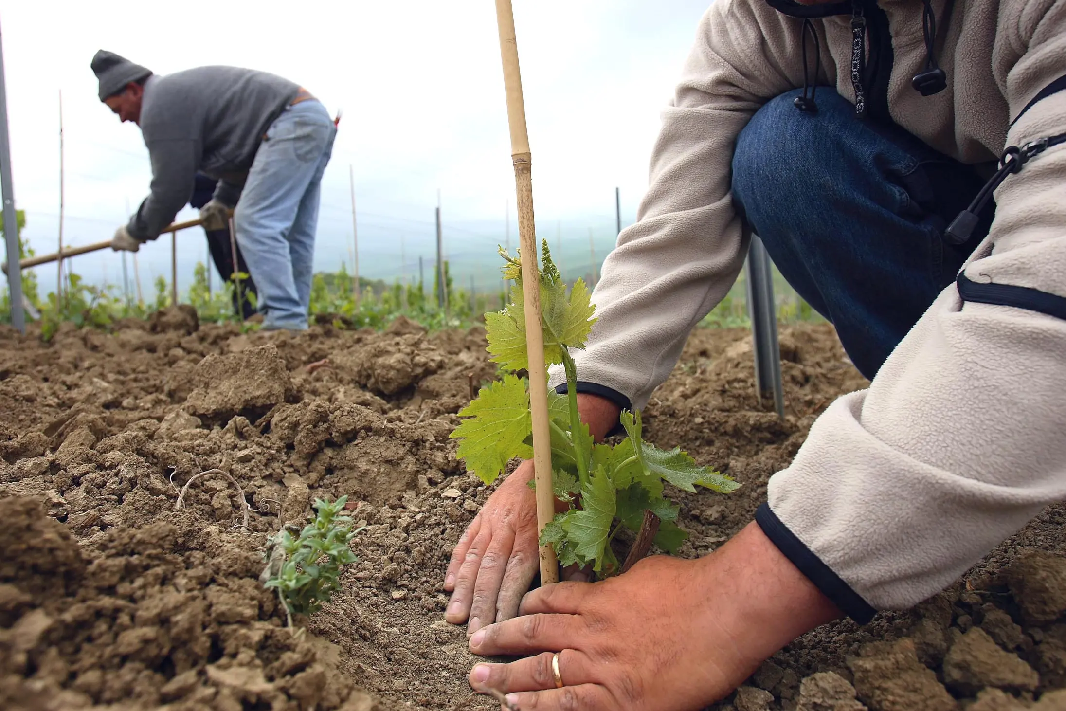 Agricoltura europea, lavoro dove sei?