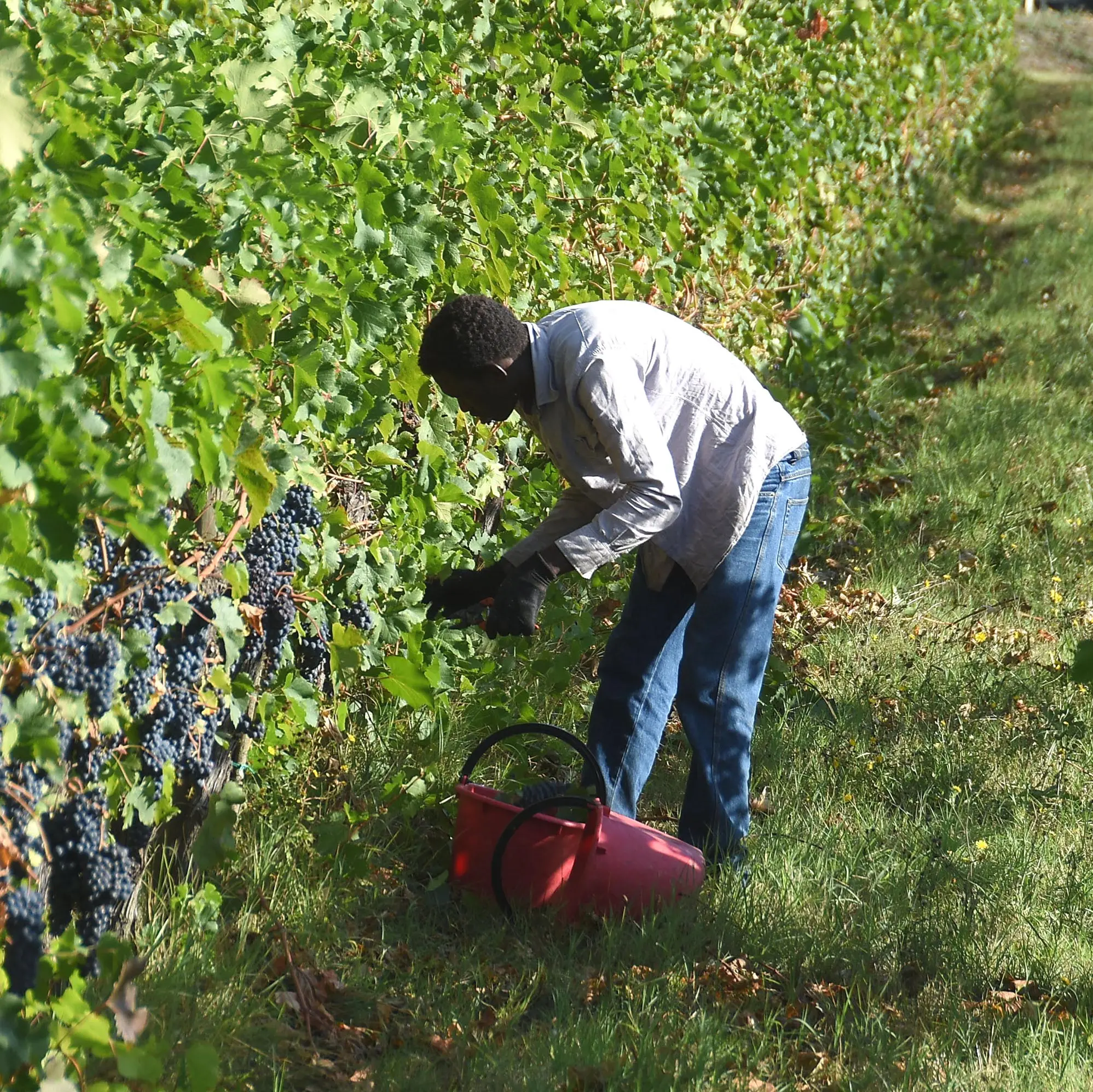 Caporalato, irregolare la metà delle aziende agricole