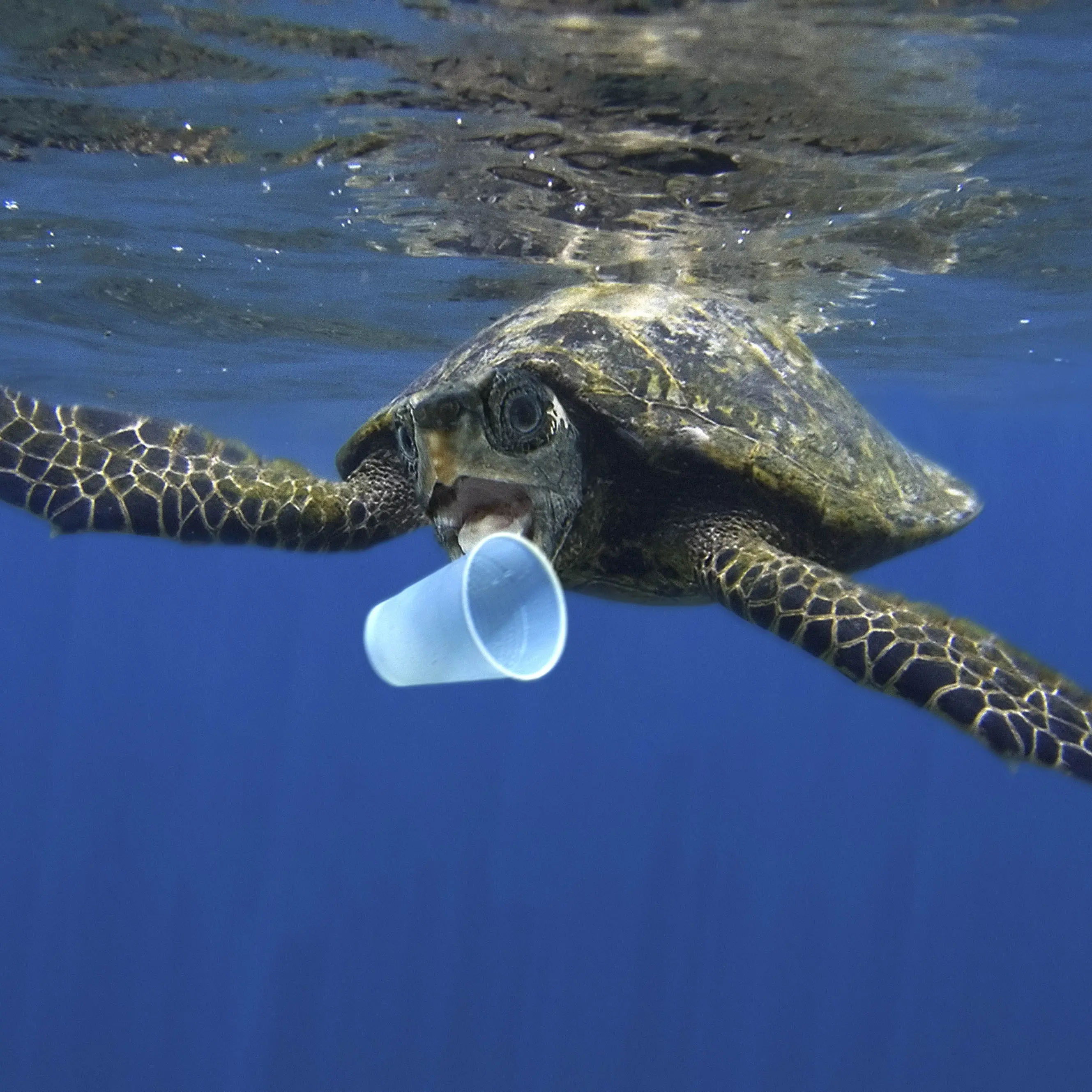 Trattato anti-plastica, nulla di fatto