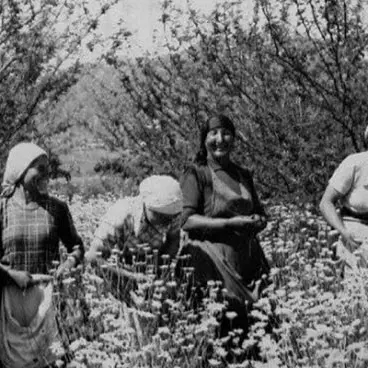 “Gelsominaie”, il fiore delle donne