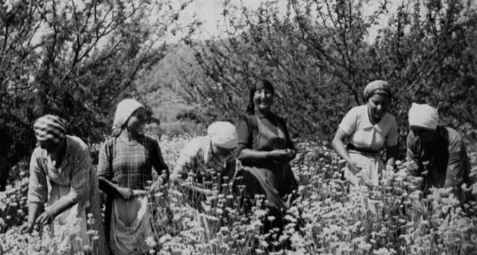 “Gelsominaie”, il fiore delle donne