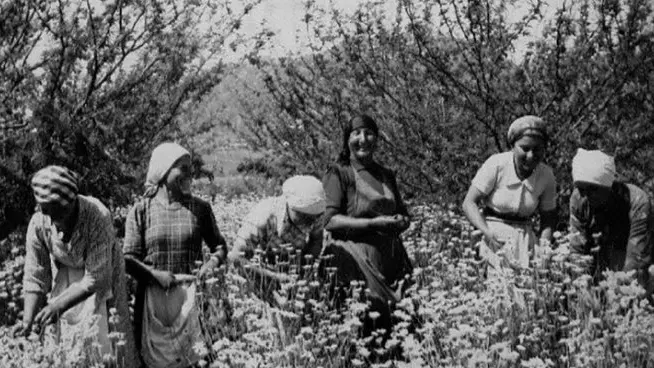 “Gelsominaie”, il fiore delle donne