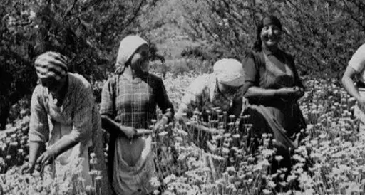 “Gelsominaie”, il fiore delle donne