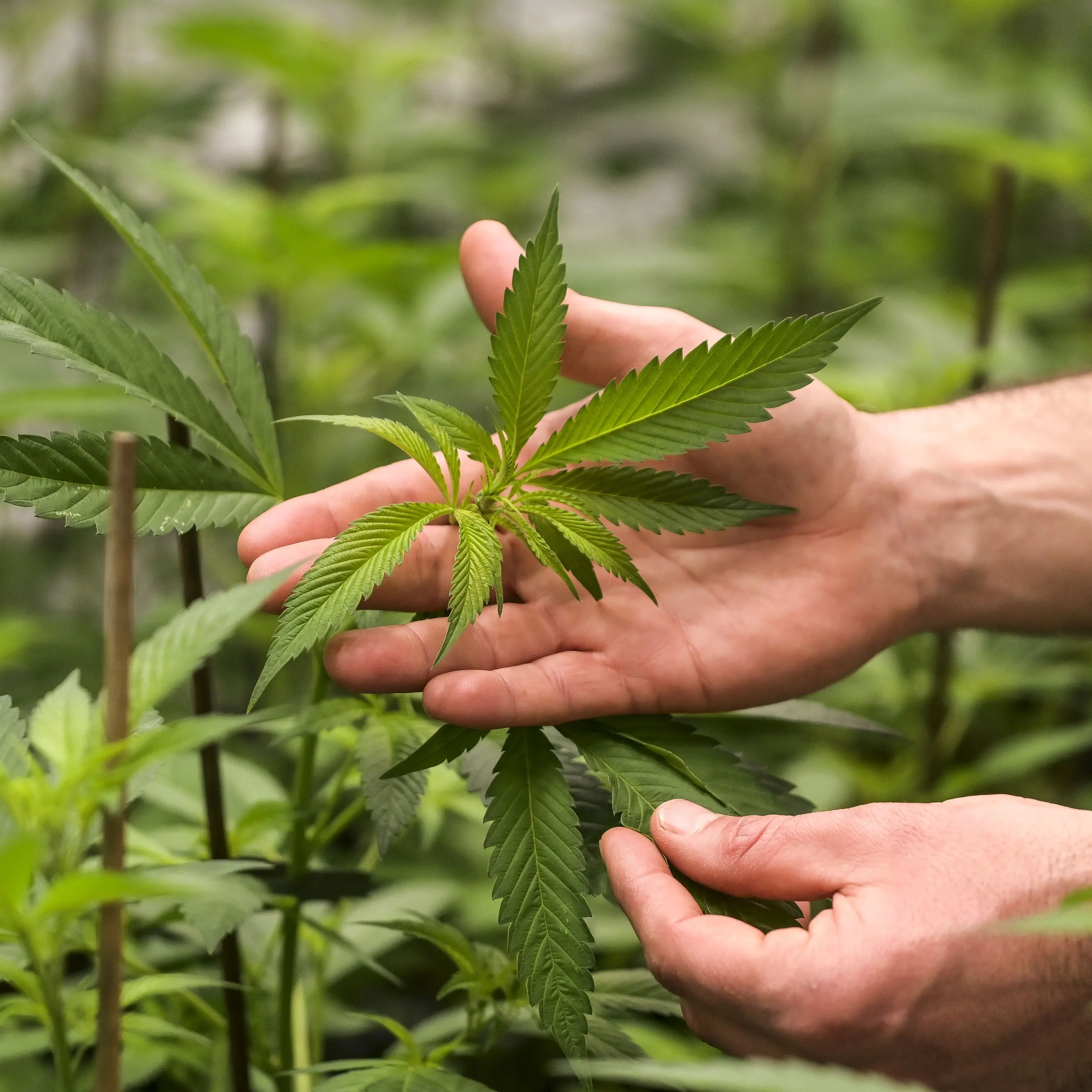 Cannabis light? Per i giudici è legale ma il settore è a rischio