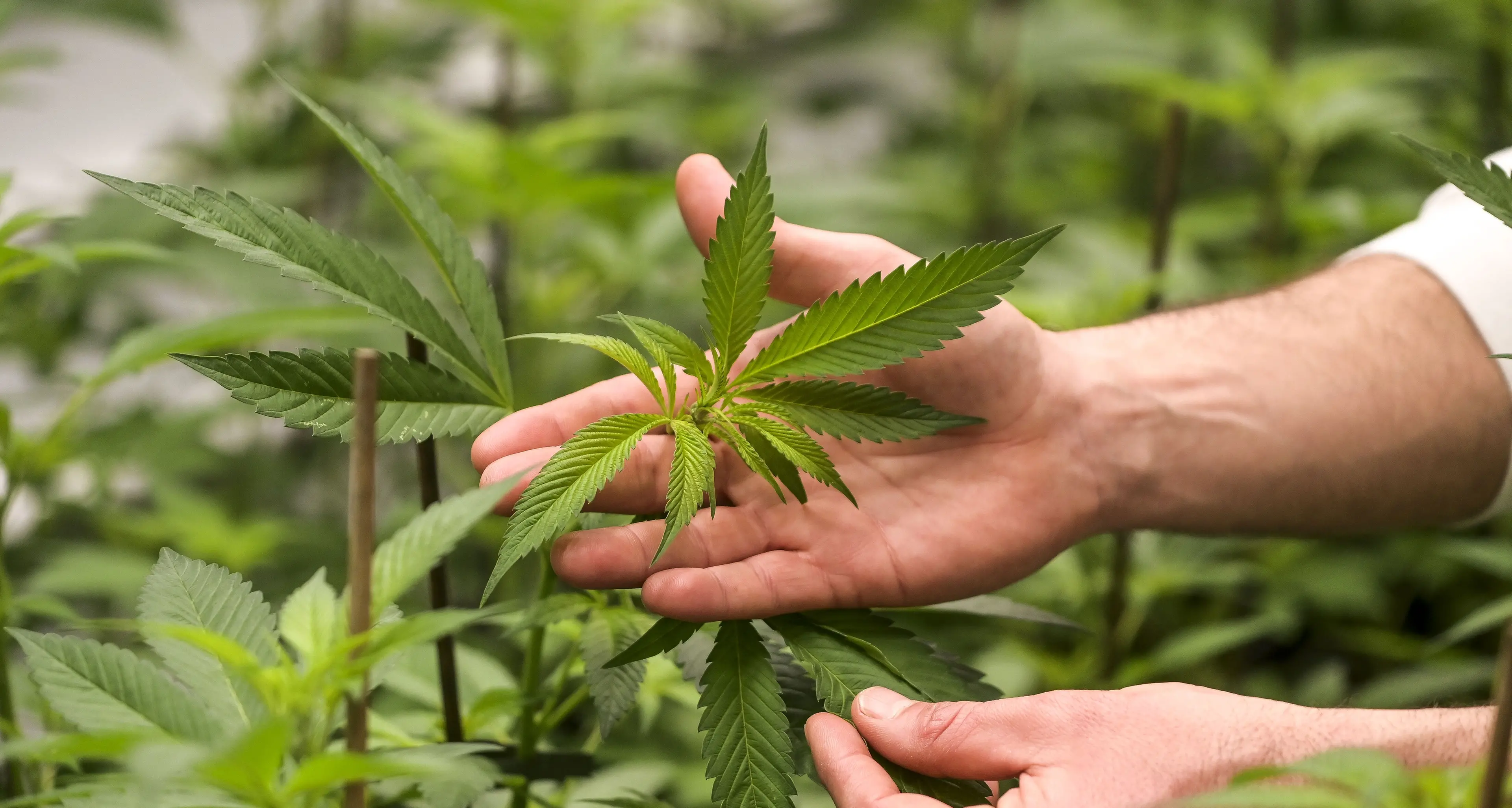 Cannabis light? Per i giudici è legale ma il settore è a rischio