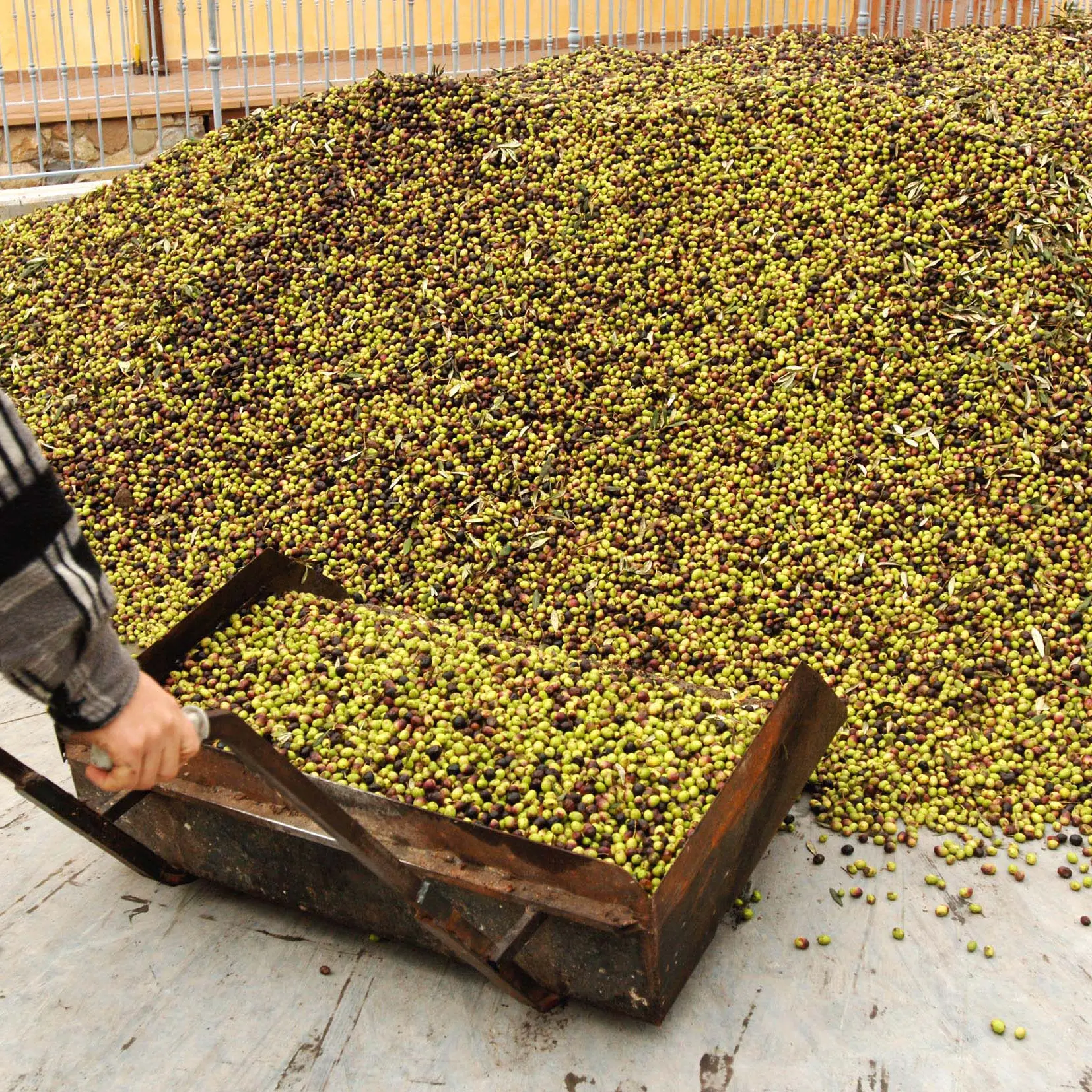 Muletto si ribalta in frantoio, muore 26enne nel Barlettano