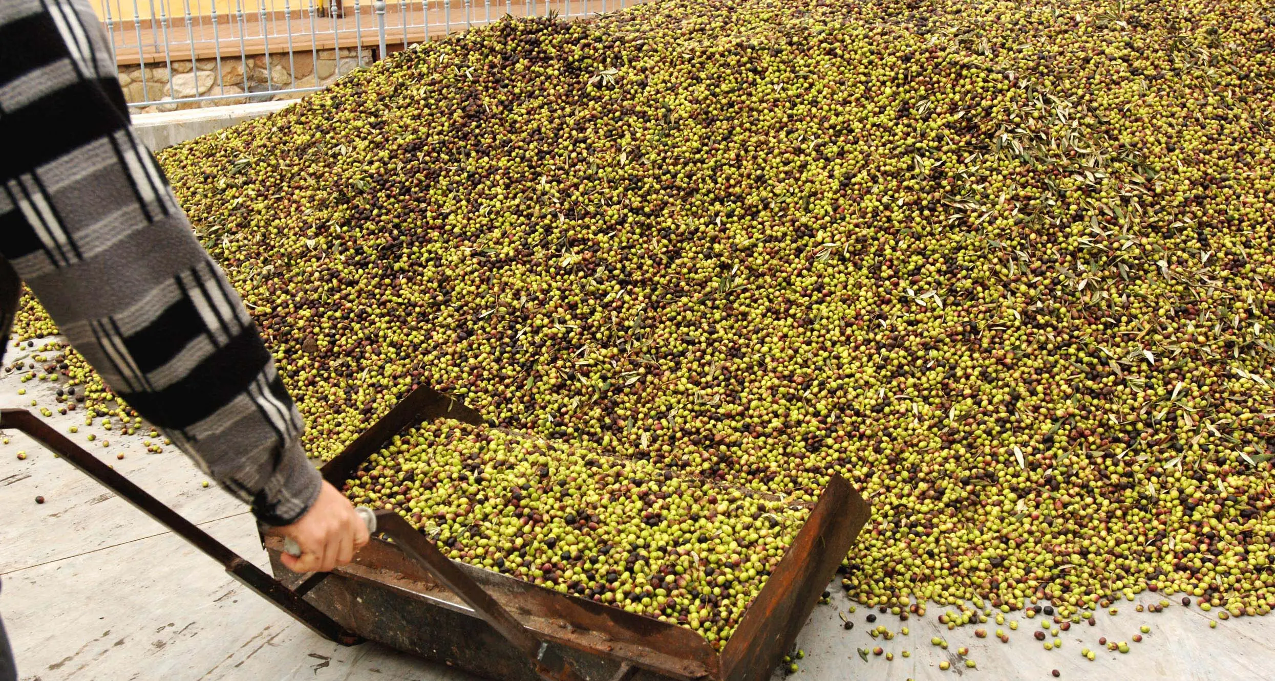 Muletto si ribalta in frantoio, muore 26enne nel Barlettano
