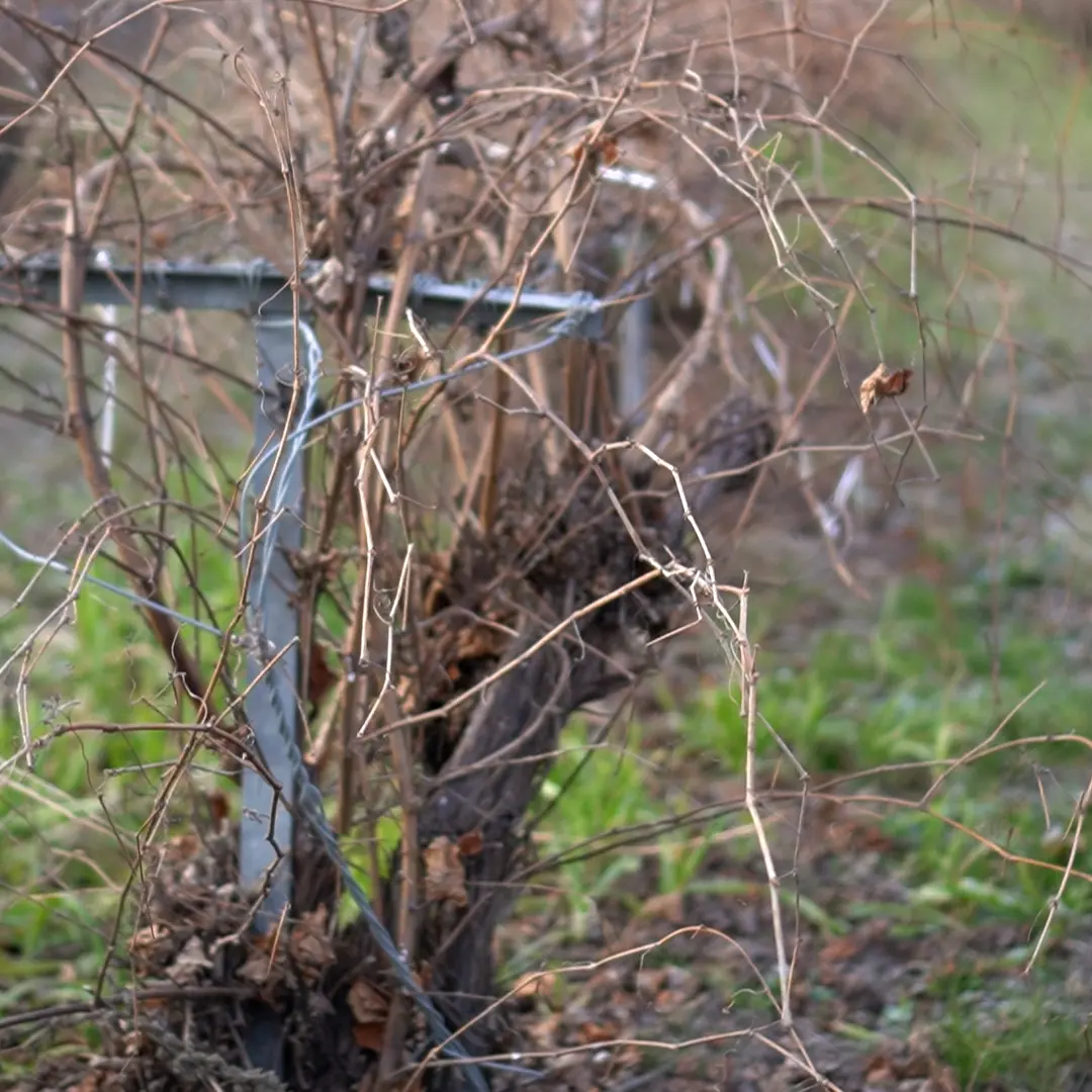In Friuli, tra barbatelle e caporalato