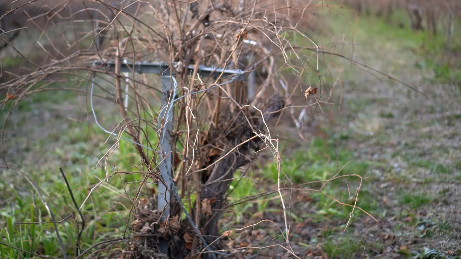 In Friuli, tra barbatelle e caporalato