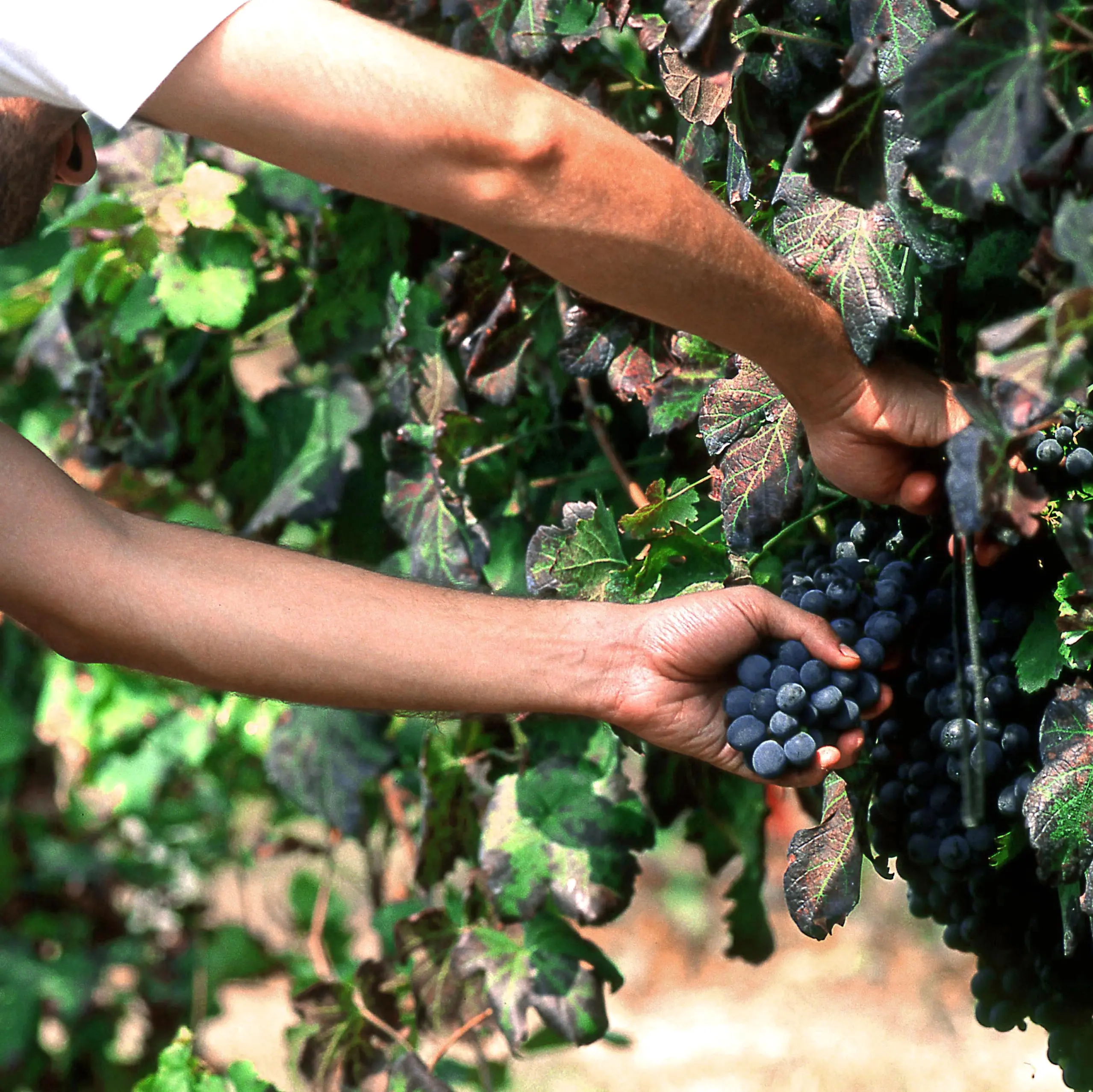 Picchiato perché troppo lento, al via il processo ai caporali