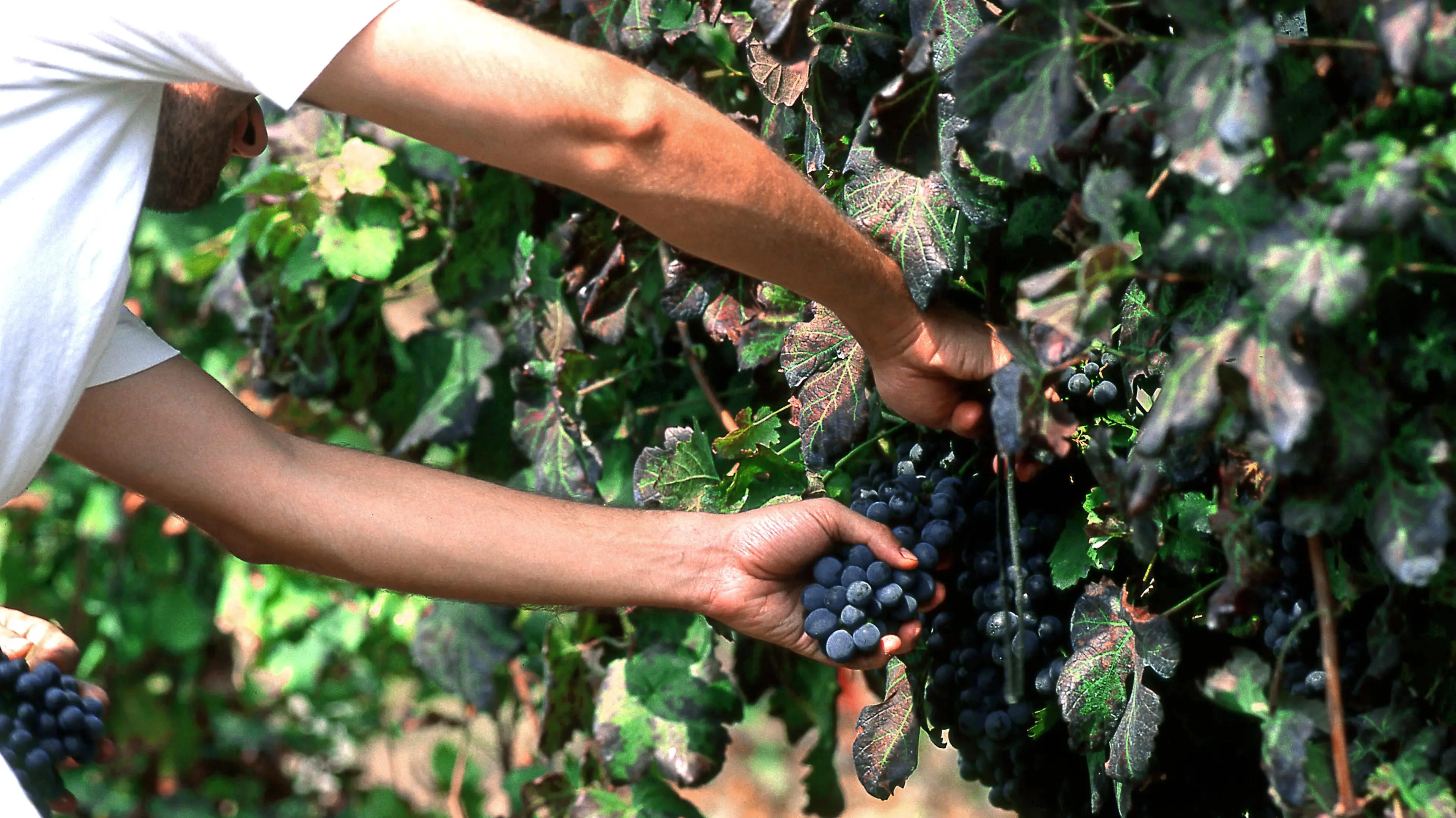 Picchiato perché troppo lento, al via il processo ai caporali