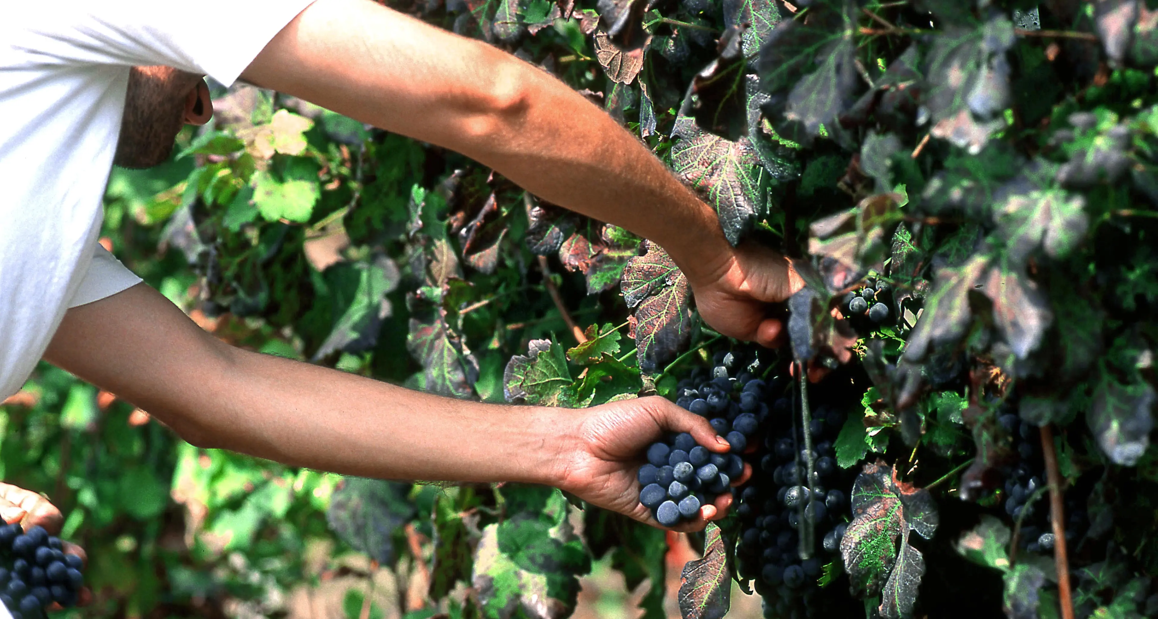Picchiato perché troppo lento, al via il processo ai caporali