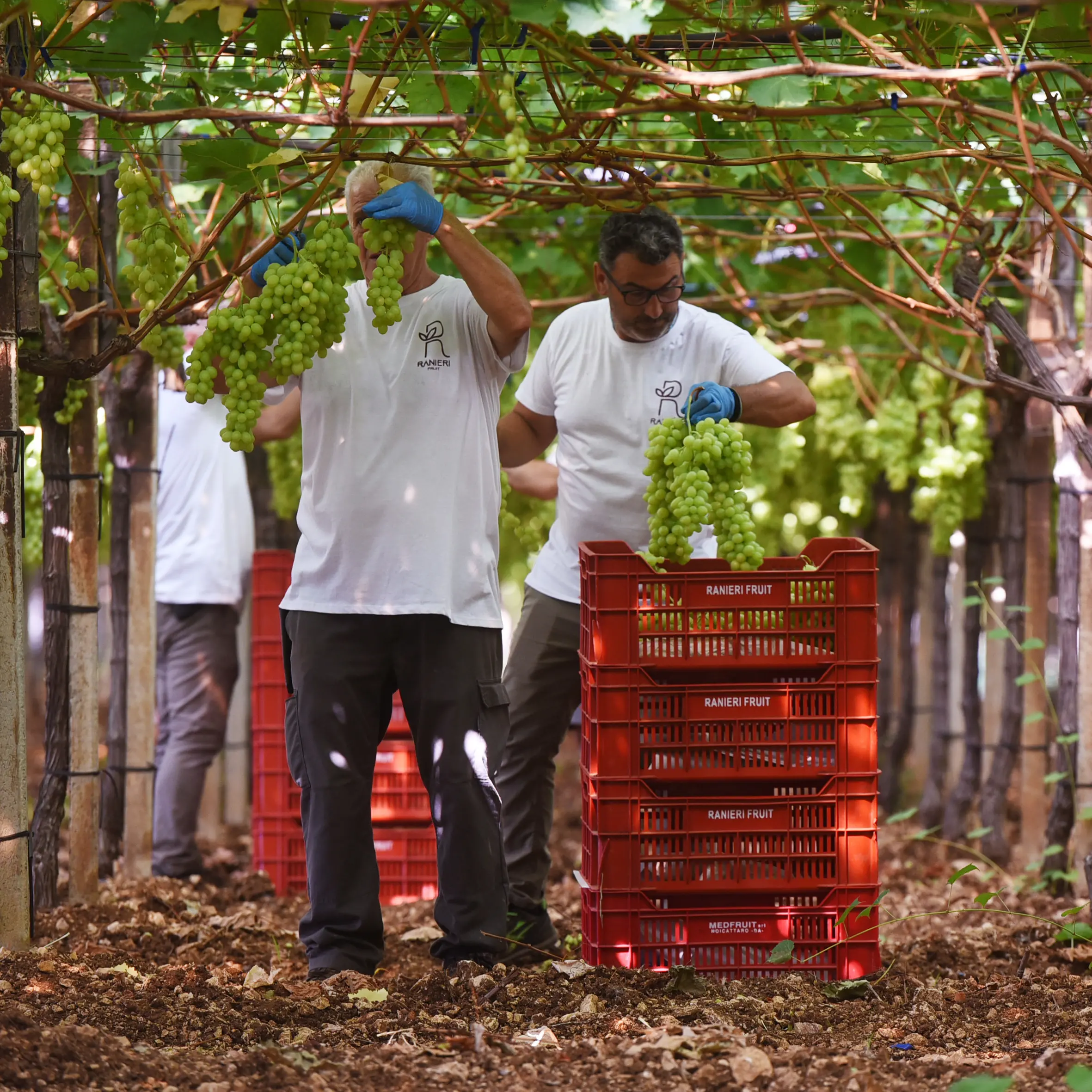 Lavoratori agricoli, necessari inclusione e diritti