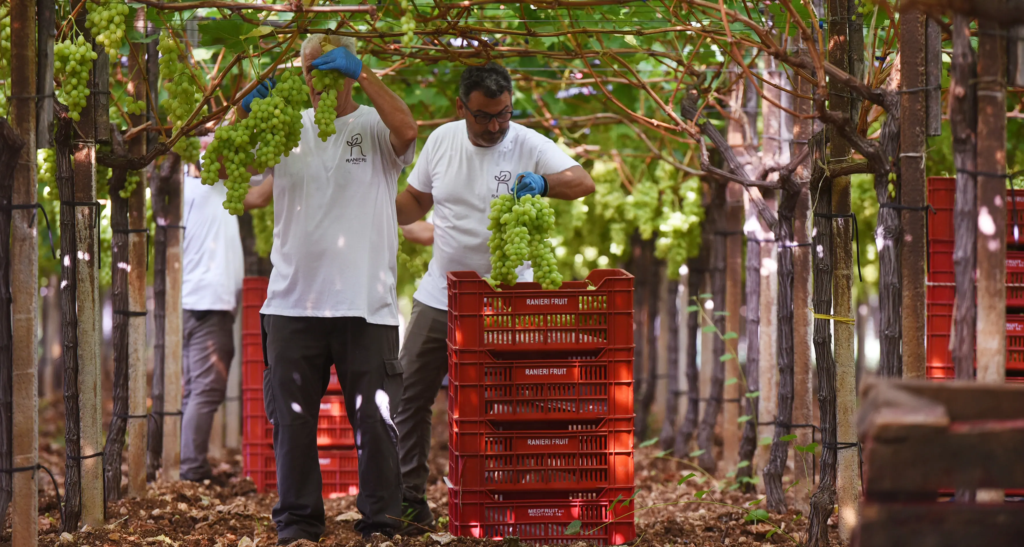 Lavoratori agricoli, necessari inclusione e diritti