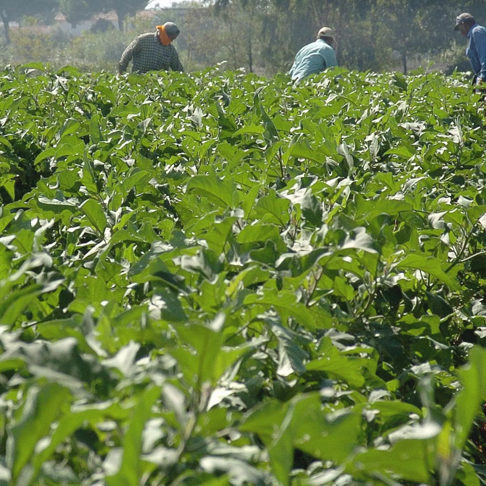 Orrore a Salerno, abbandonato con le gambe in cancrena