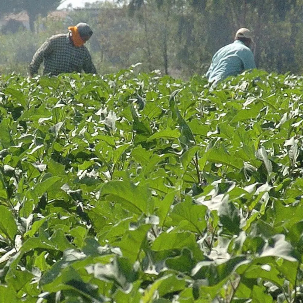 Orrore a Salerno, abbandonato con le gambe in cancrena