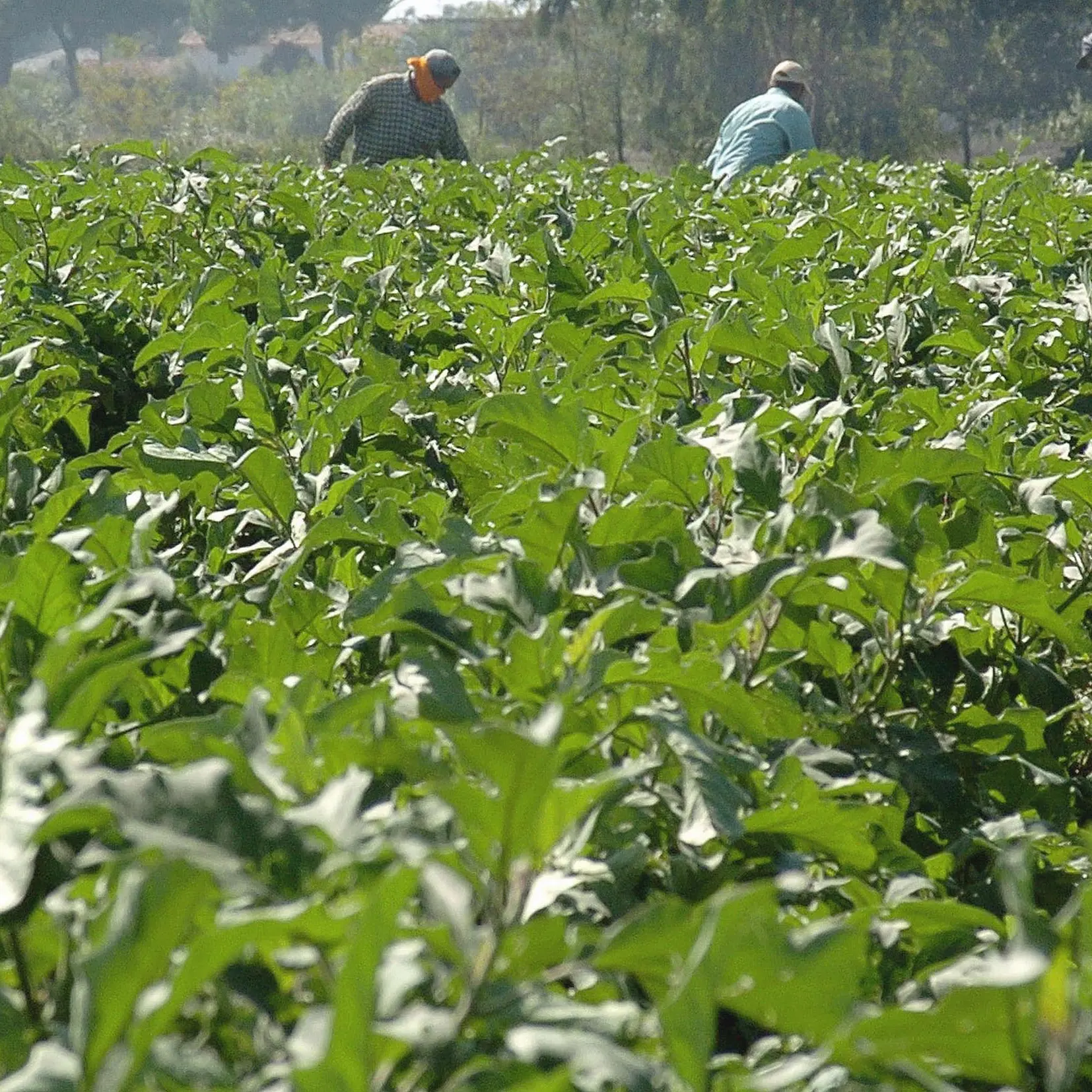 L’agricoltura italiana tra irregolarità e sfruttamento