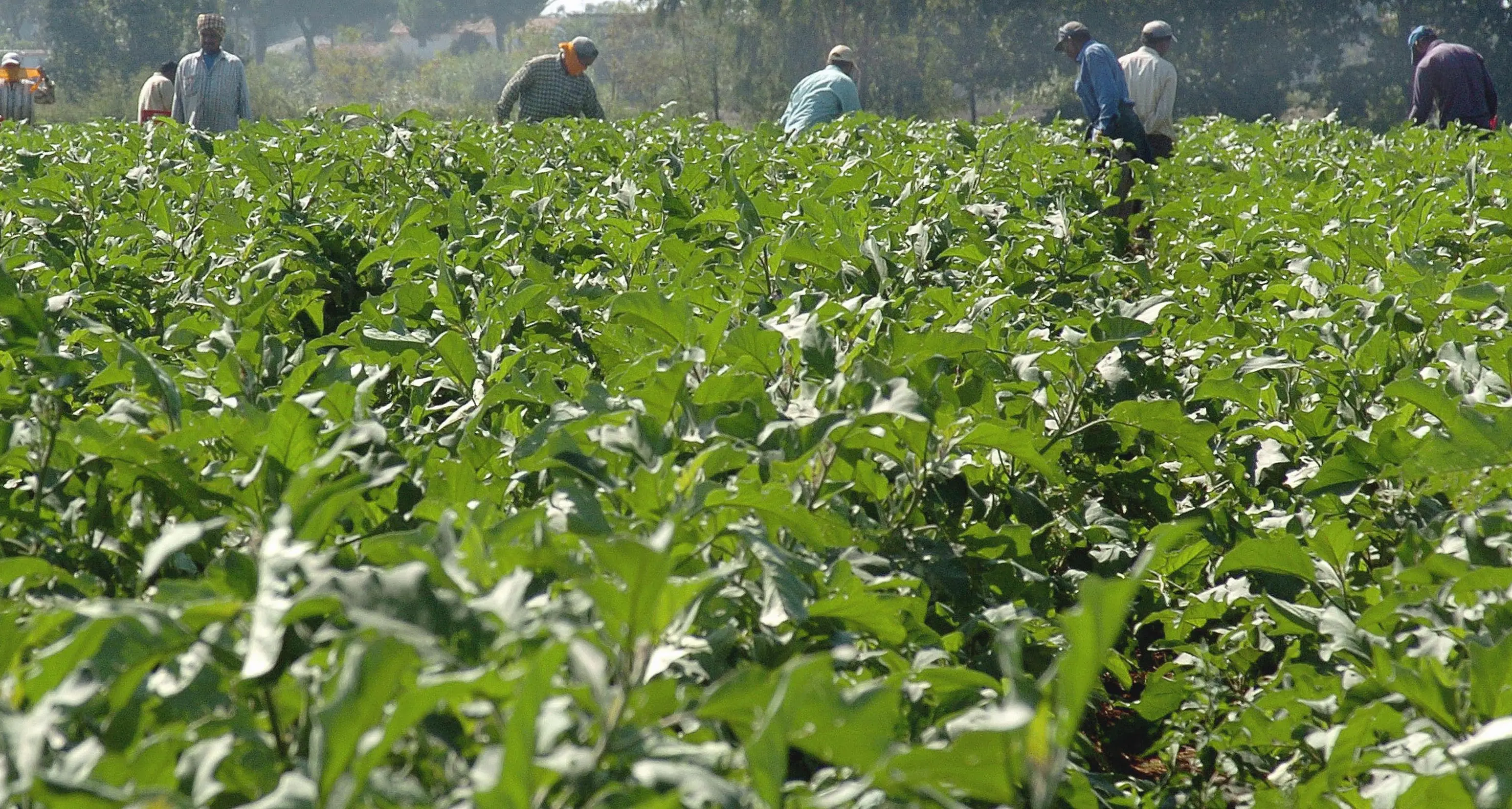 L’agricoltura italiana tra irregolarità e sfruttamento