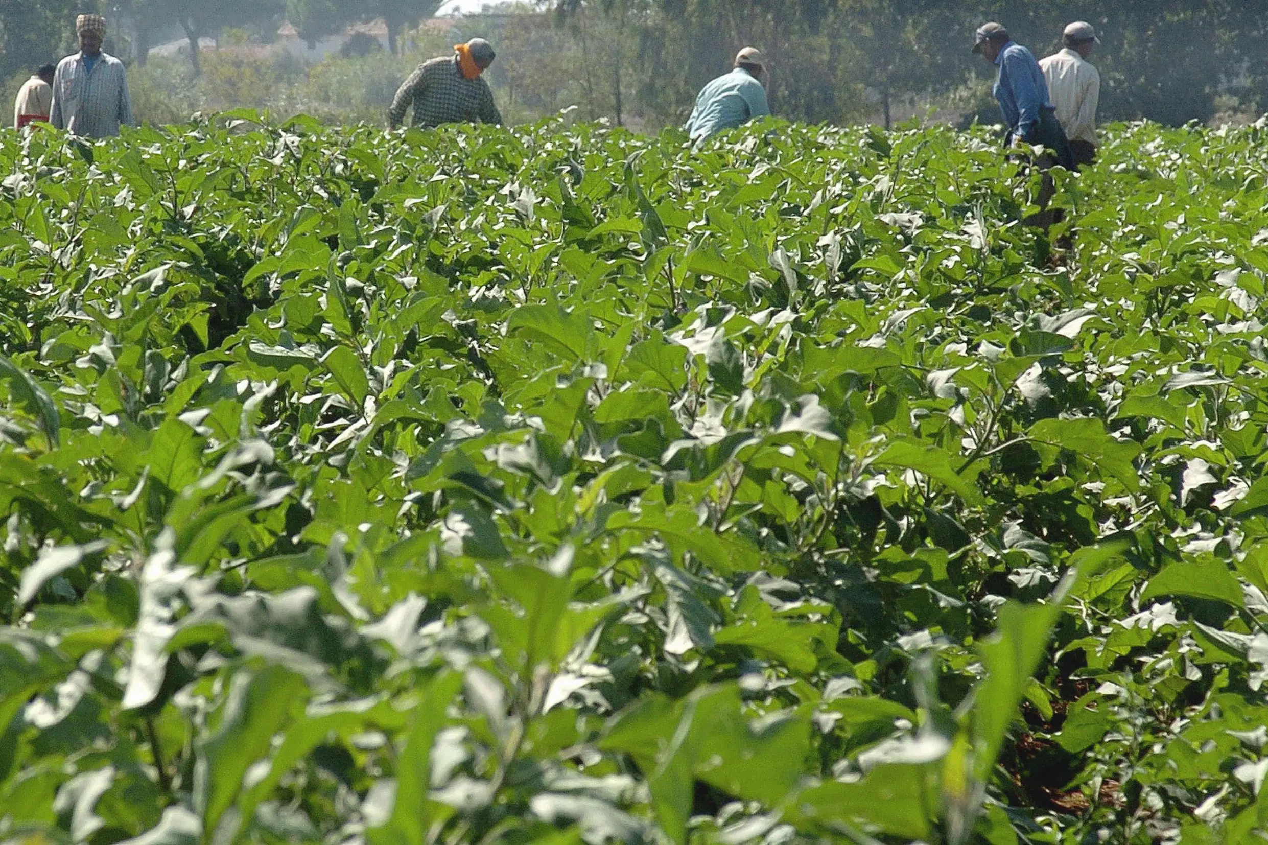 L’agricoltura italiana tra irregolarità e sfruttamento