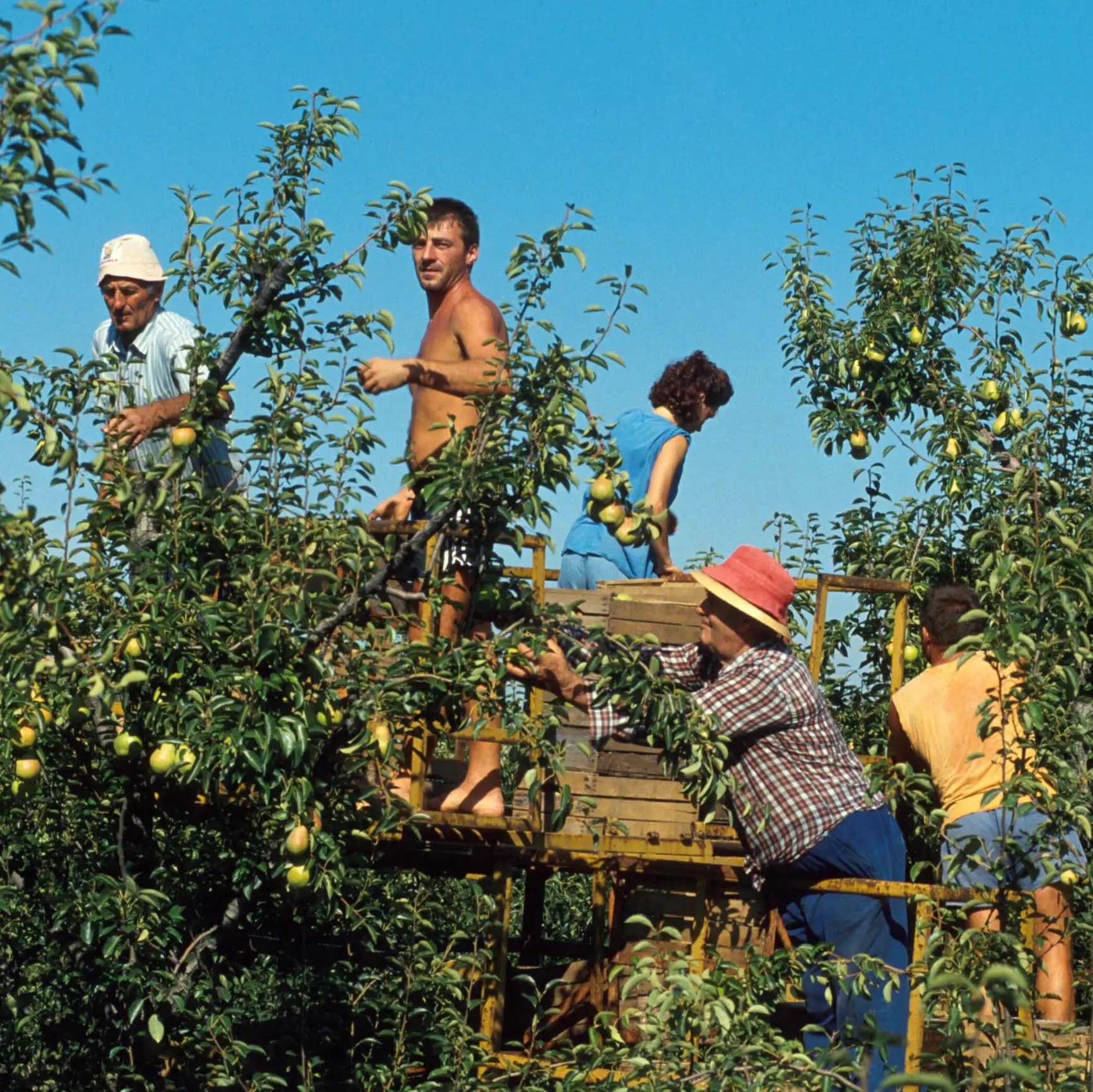Caldo tropicale? Ecco il vademecum per l’agricoltura