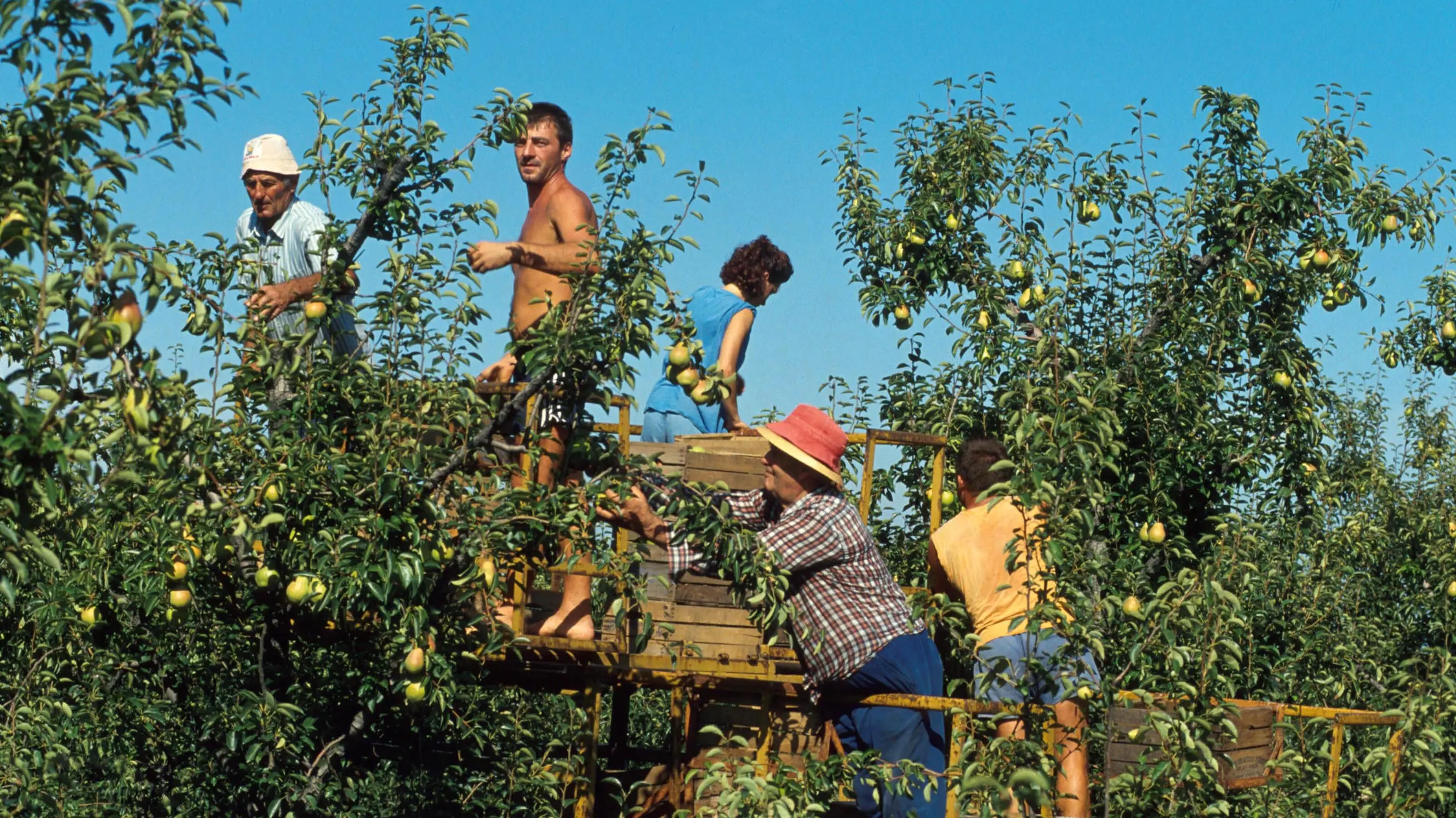 PAOLO RIGHI/SINTESI PEARS HARVEST
